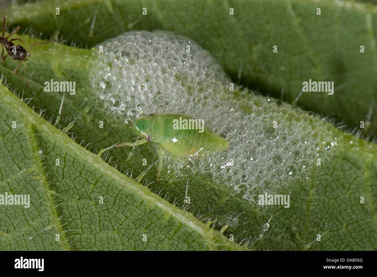 Cuckoo crachent sur une ortie feuille avec un froghopper vert nymphe, Philaenus spumarius Banque D'Images