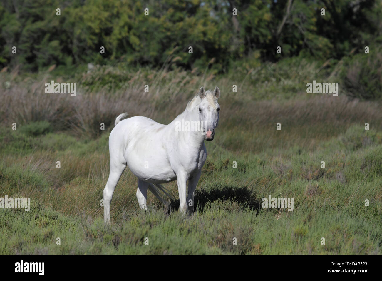 Cheval blanc en France Banque D'Images