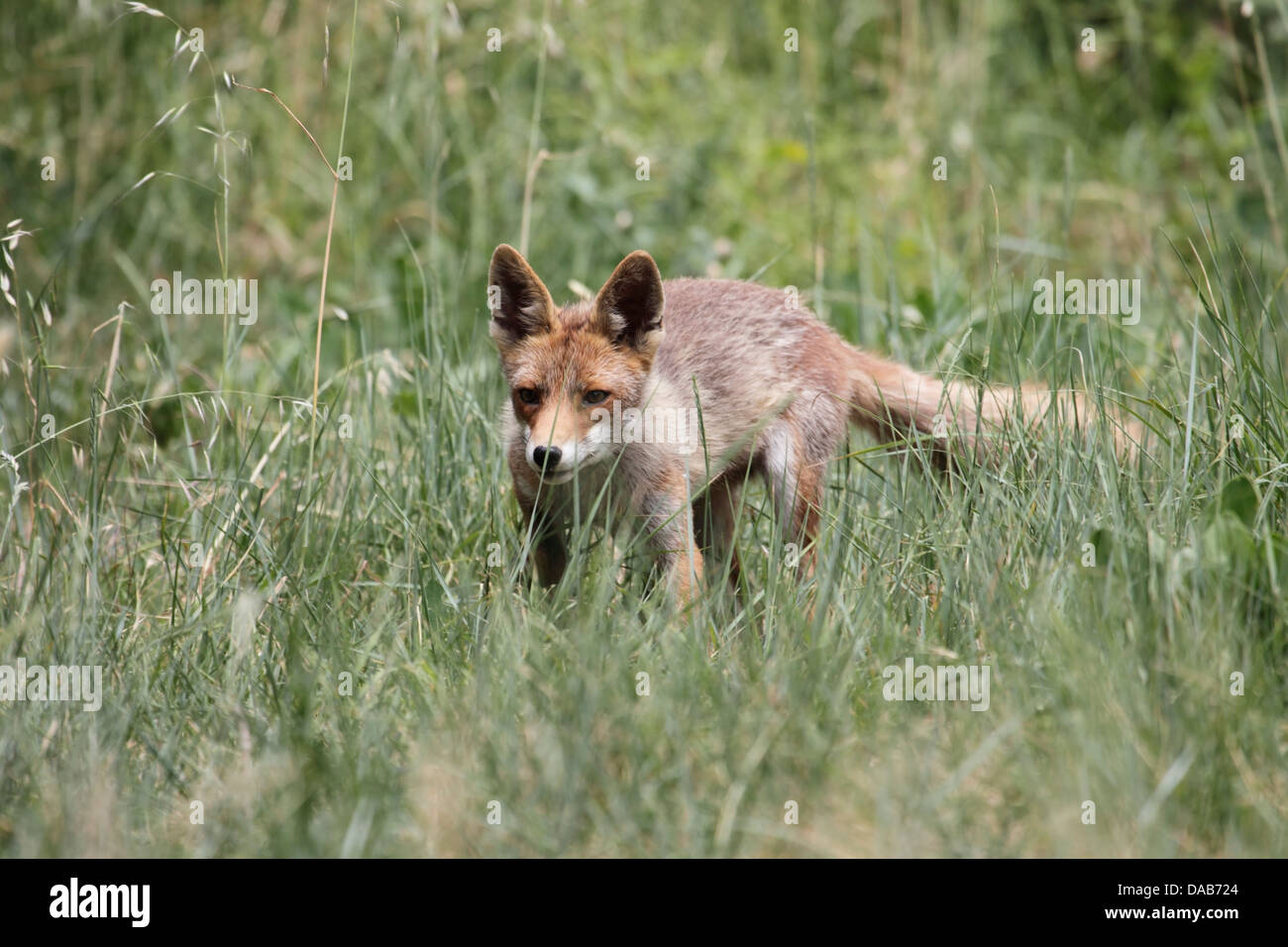 Fox dans l'herbe en France Banque D'Images