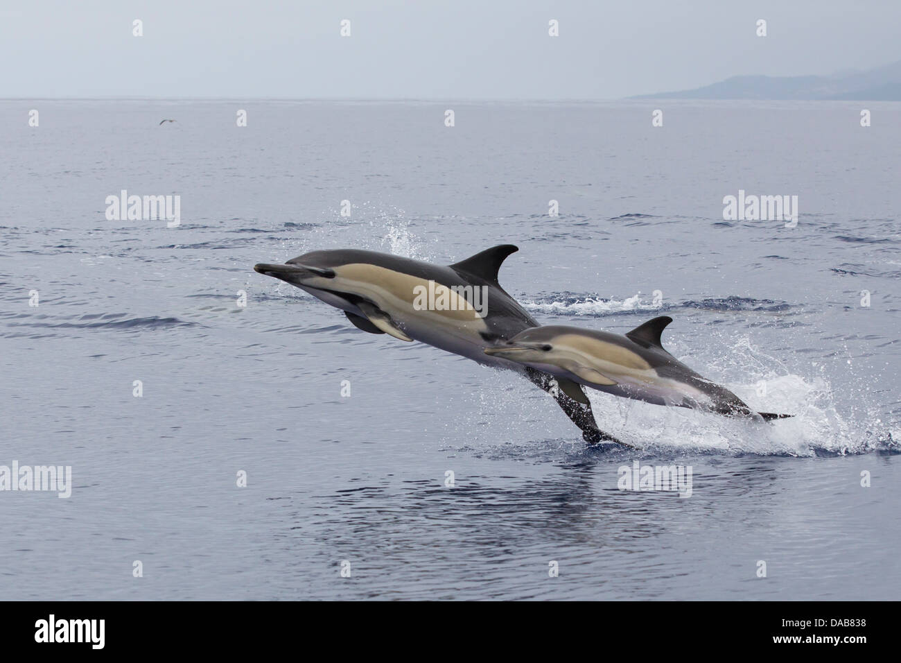 «Delphine, dauphins communs à bec court, Delphinus delphis, veaux sautant à côté de mère, Pico, Açores, Portugal Banque D'Images