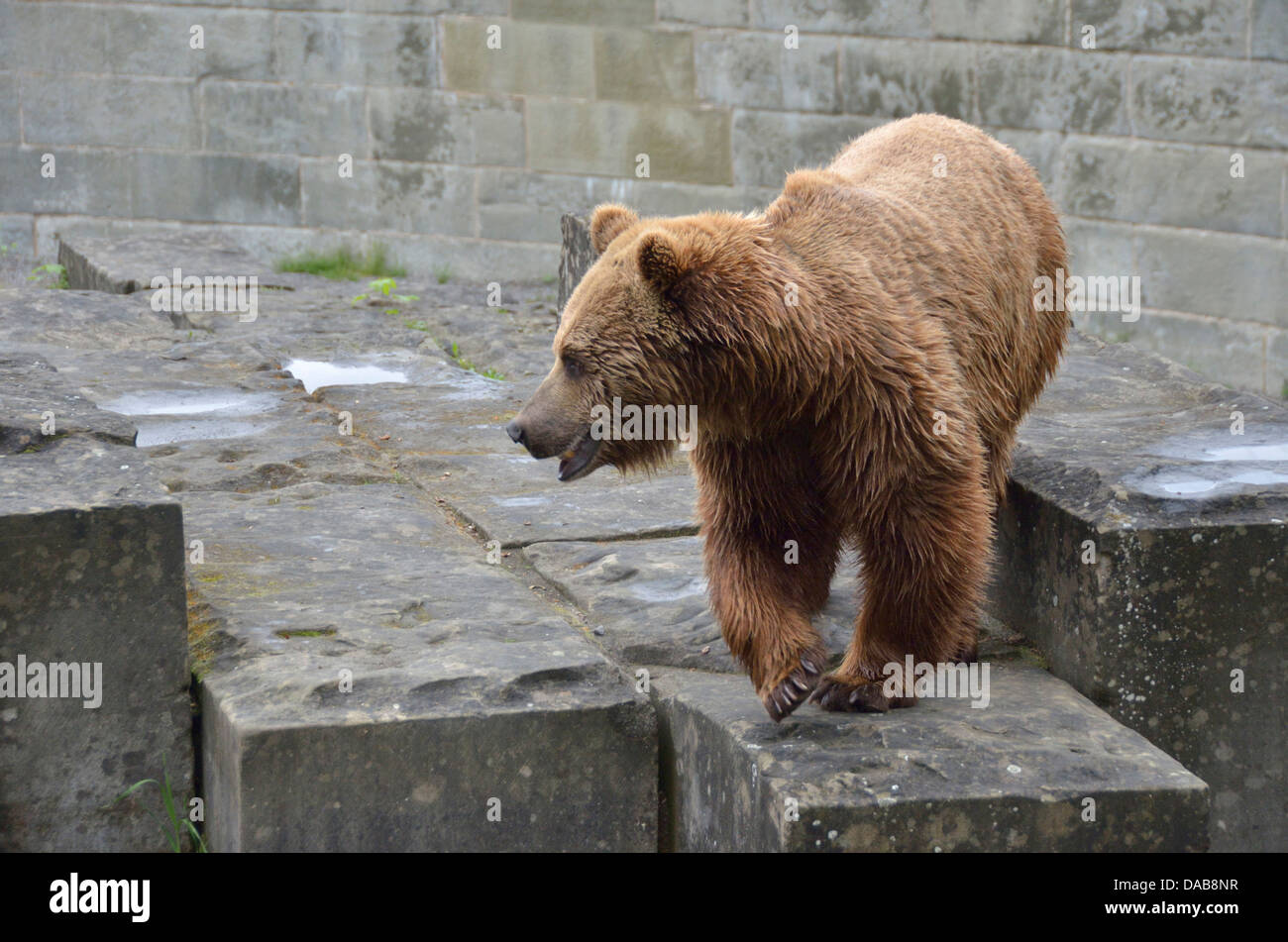 Un ours dans un enclos dans la ville de Berne, Suisse Banque D'Images