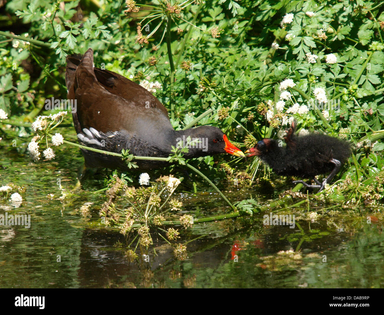 Nourrir bébé poule d'eau Gallinula chloropus, UK, 2013 Banque D'Images