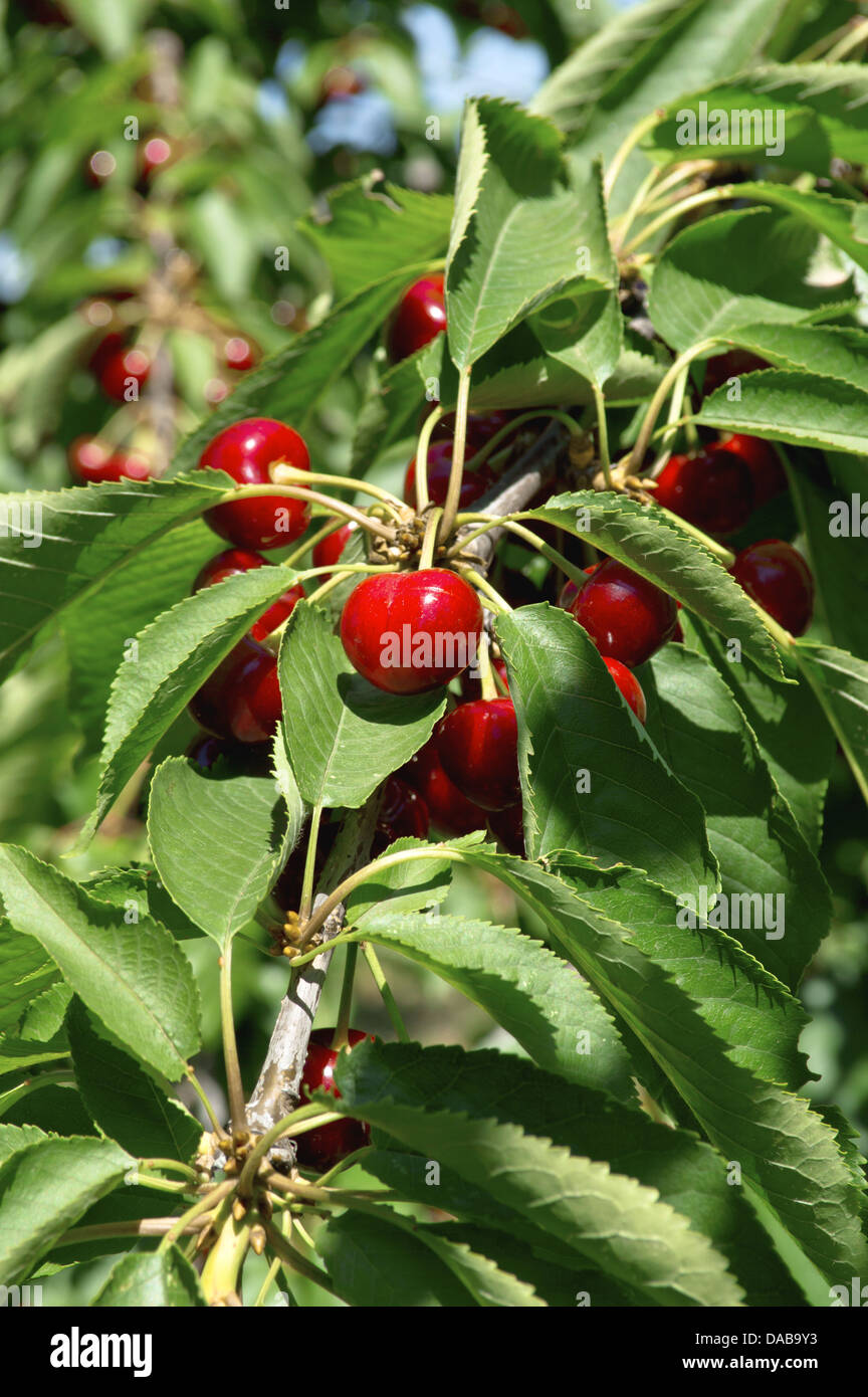 Cerises hanging on a cherry tree branch. Banque D'Images