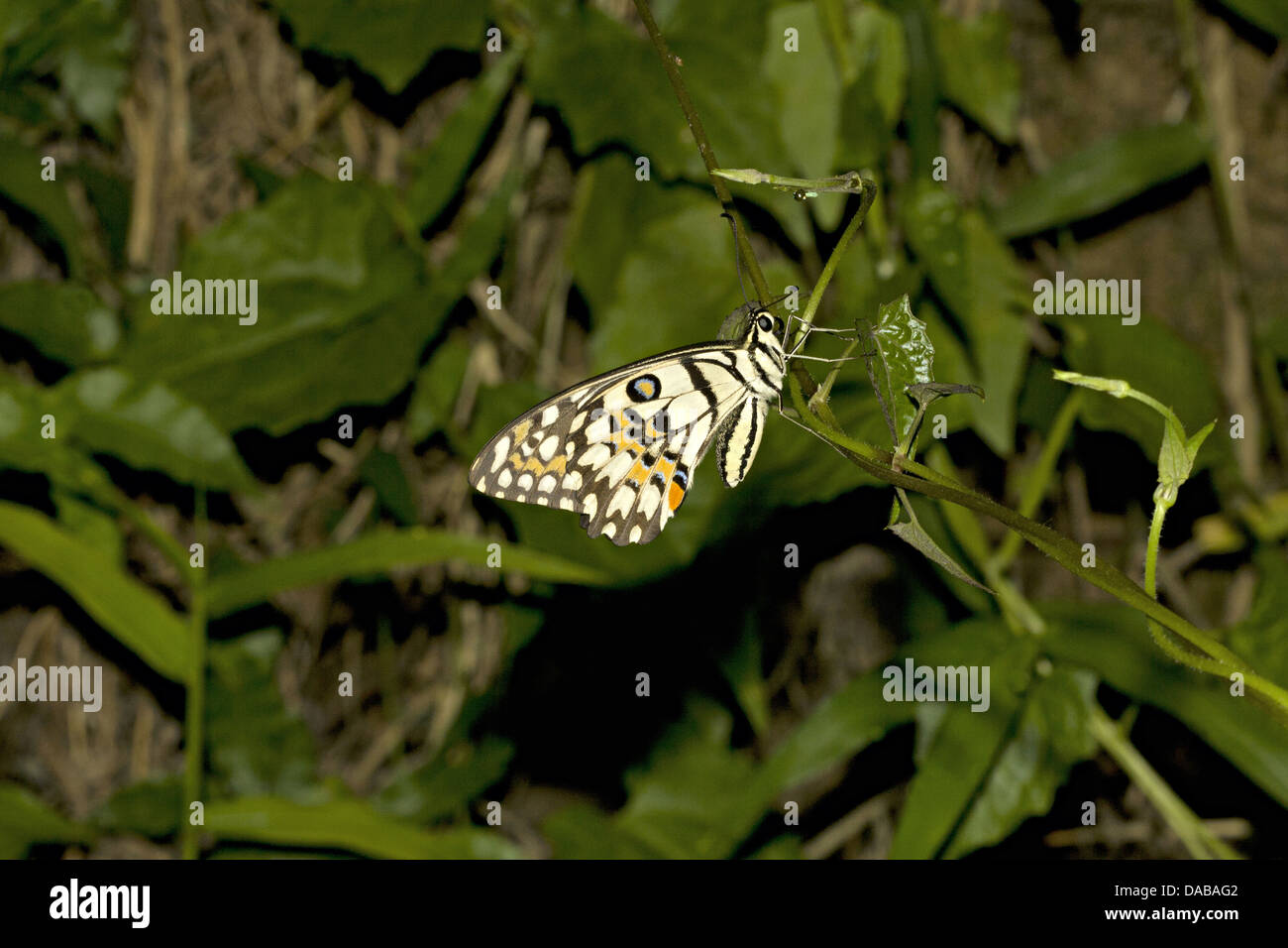 Papillon Papilio demoleus CHAUX Commune Commune, Golaghat, EN FRANCE Papilionidae : Machaons Banque D'Images