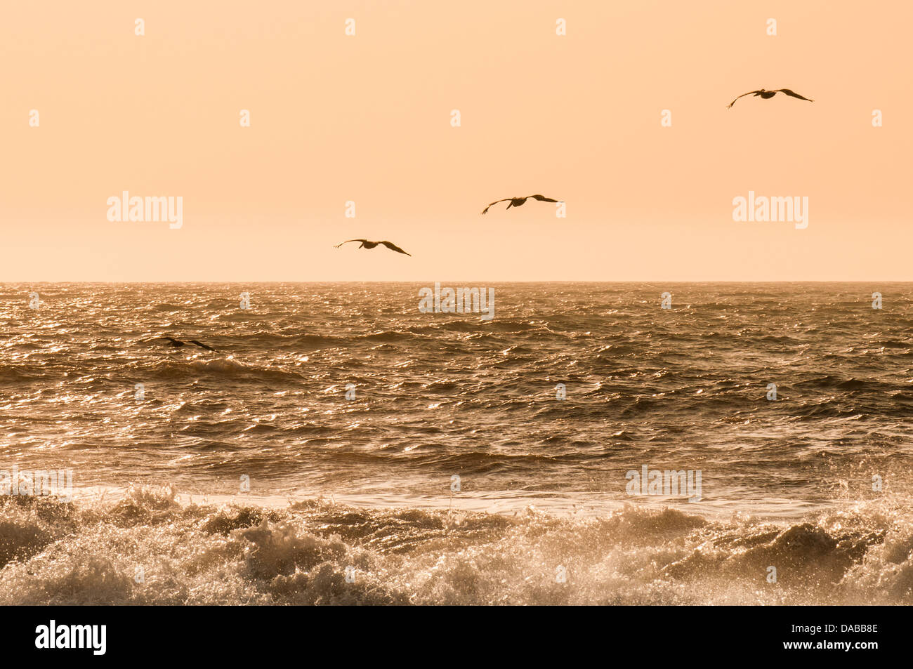 Le Pélican brun sur Vichayito plage au coucher du soleil, Mancora, Pérou. Banque D'Images