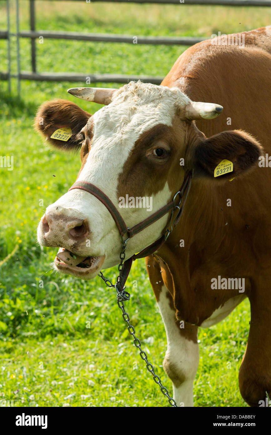 Brown-vache blanche mange de l'herbe Banque D'Images