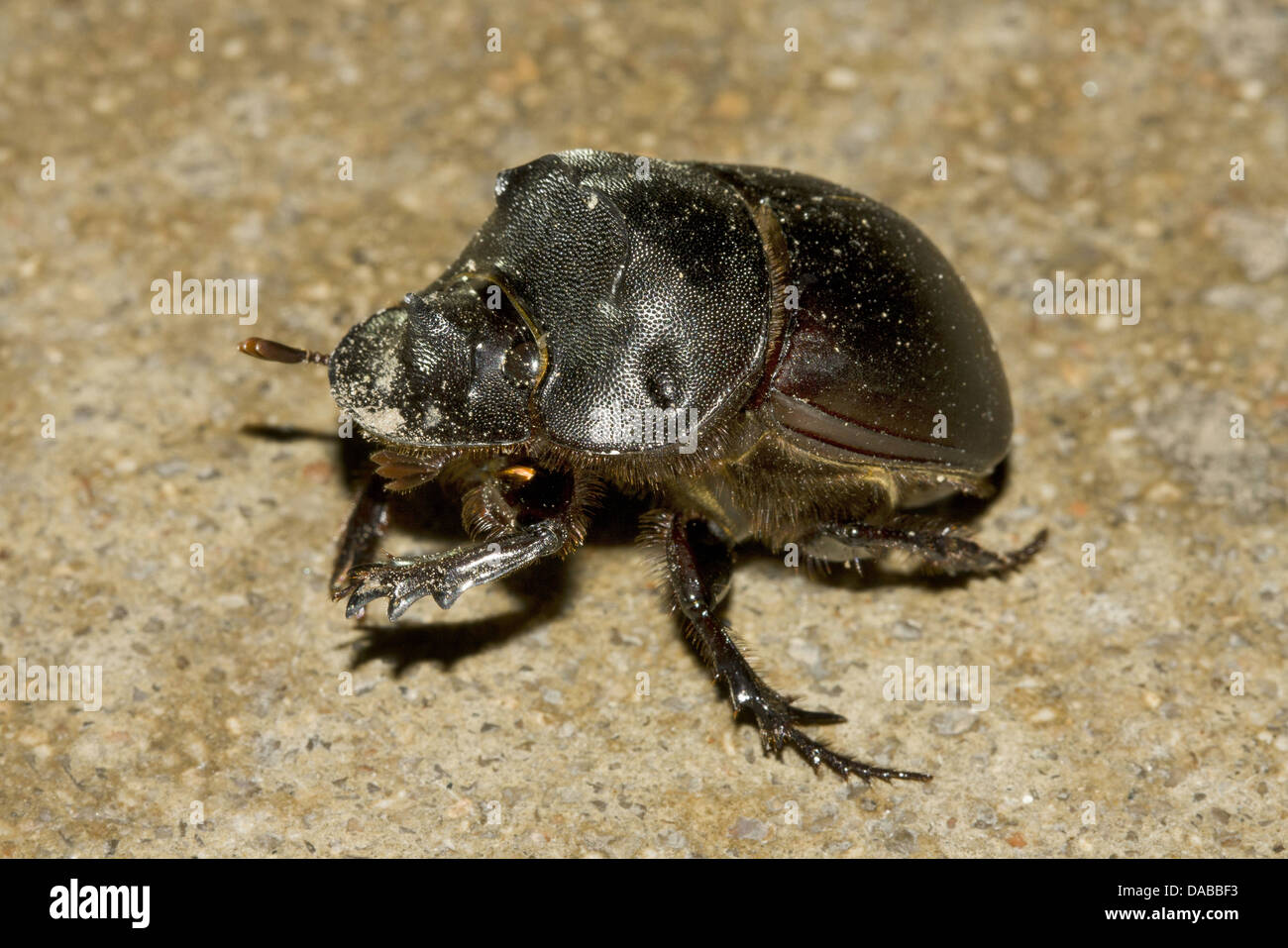 Nom : Dung Beetle à rouleaux Emplacement : Quartier Golaghat, Assam Banque D'Images