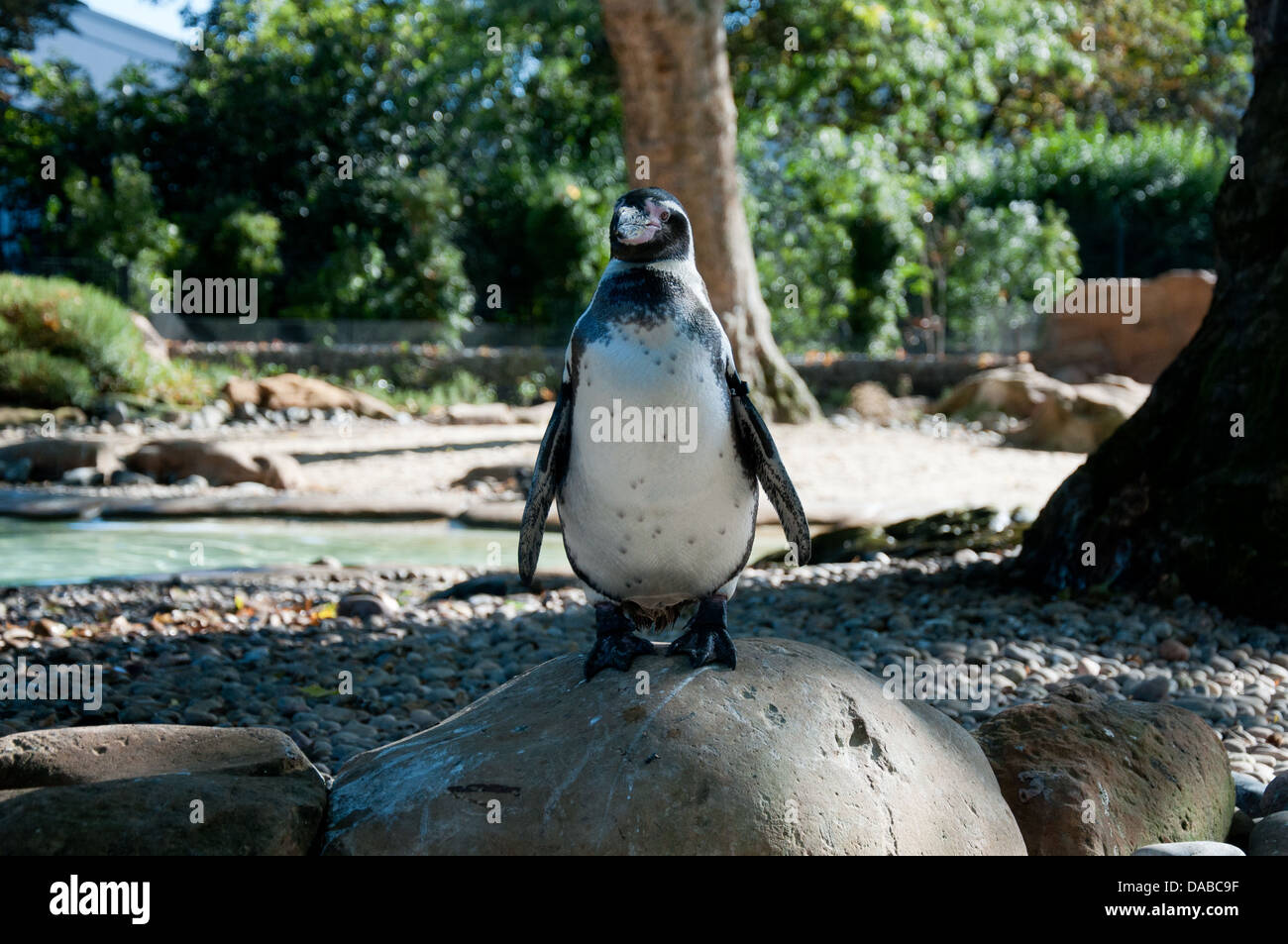 Penguin posing at London Zoo Banque D'Images