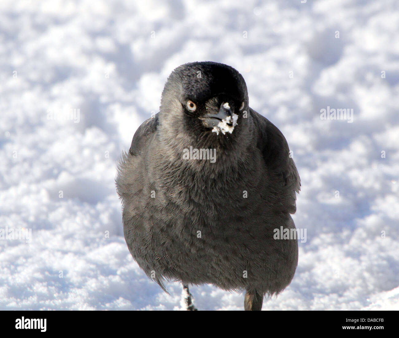 Jackdaw européenne (Corvus monedula) de nourriture dans la neige en hiver Banque D'Images