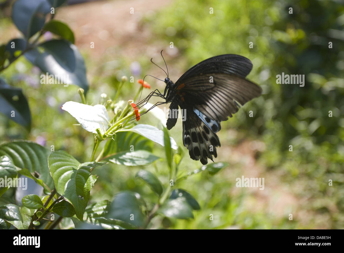 MORMON Papilio polymnestor bleu Grand swallowtail butterfly trouvés dans le sud de l'Inde et le Sri Lanka. Goa, Inde Banque D'Images