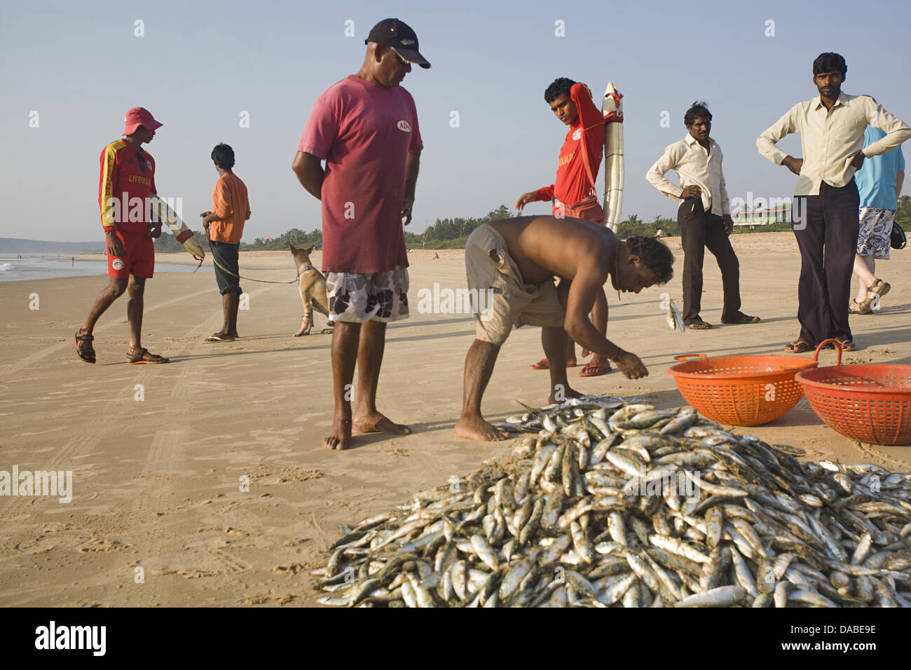 La pêche sur la plage de Candolim, Goa, Inde Banque D'Images