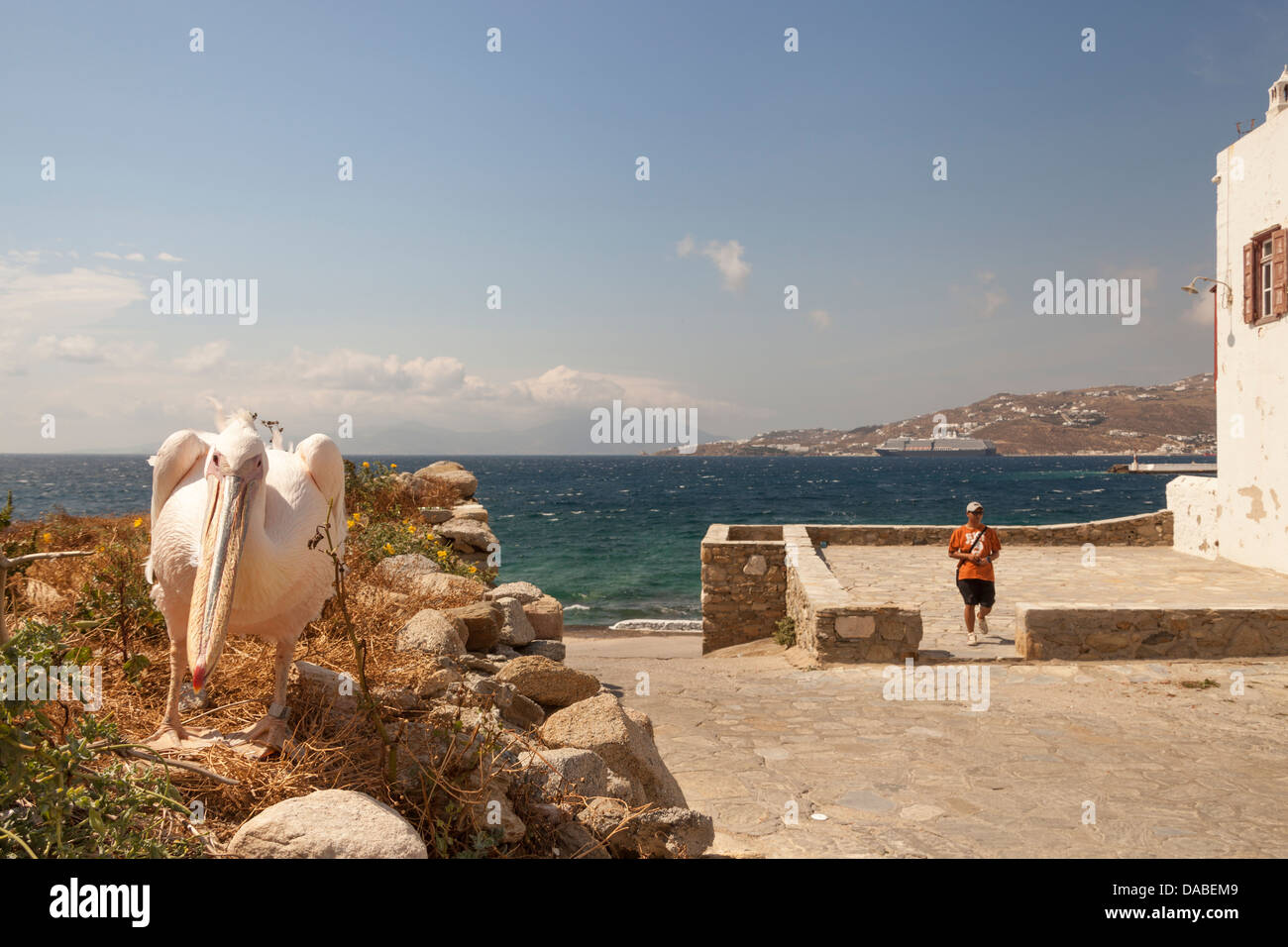 Petros le pélican, célèbre mascotte de Mykonos, et touristique au bord de la mer, Chora, la ville de Mykonos, Mykonos, Grèce Banque D'Images