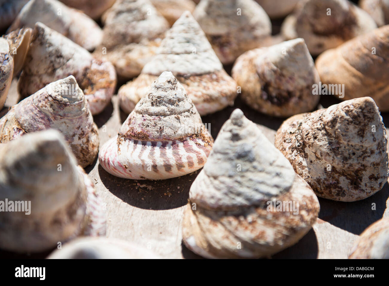 Pearl troca coquillages sont cultivées à One Arm Point, Cape Leveque, dans l'ouest de l'Australie, pour la production de bouton Banque D'Images