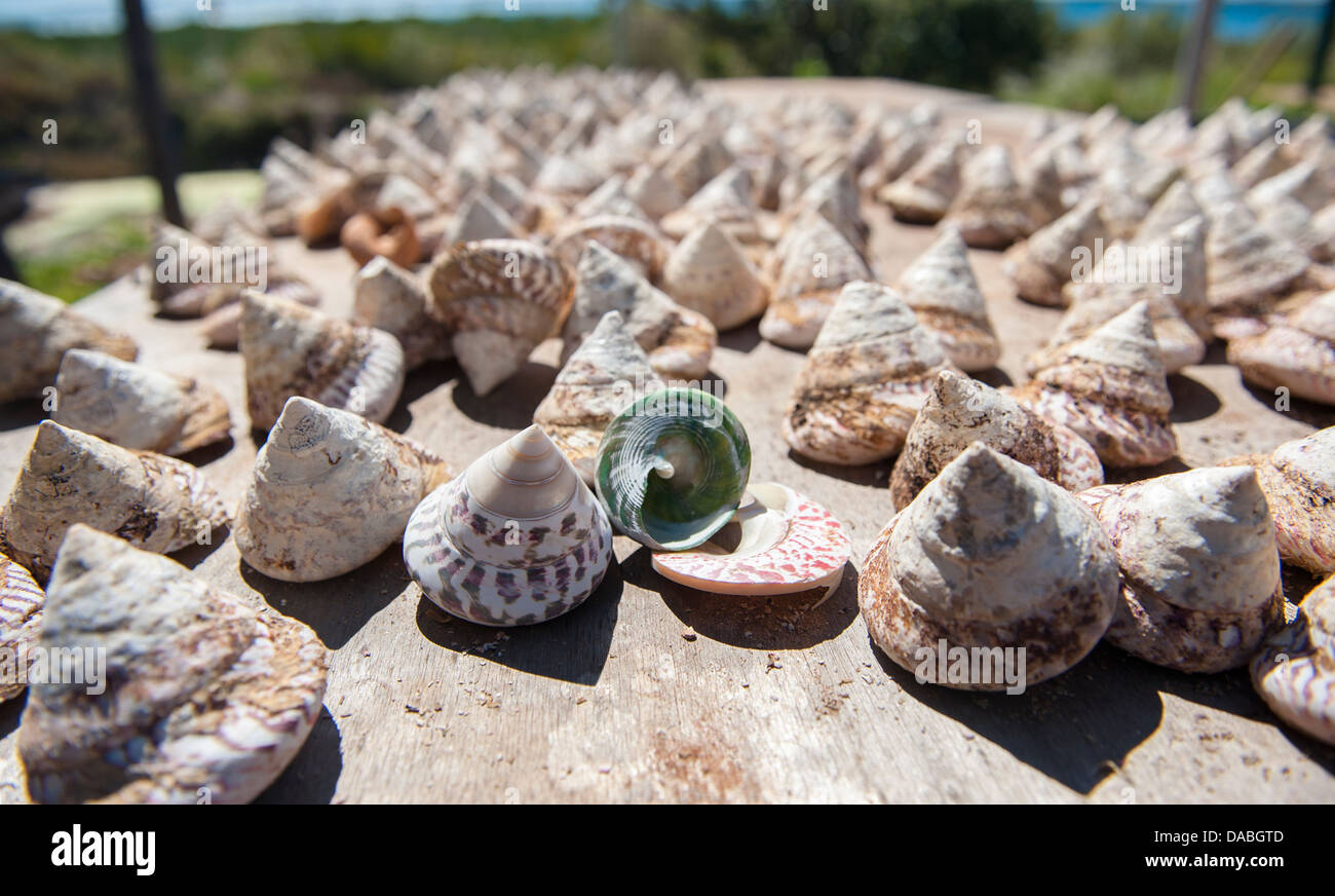 Pearl troca coquillages sont cultivées à One Arm Point, Cape Leveque, dans l'ouest de l'Australie, pour la production de bouton Banque D'Images