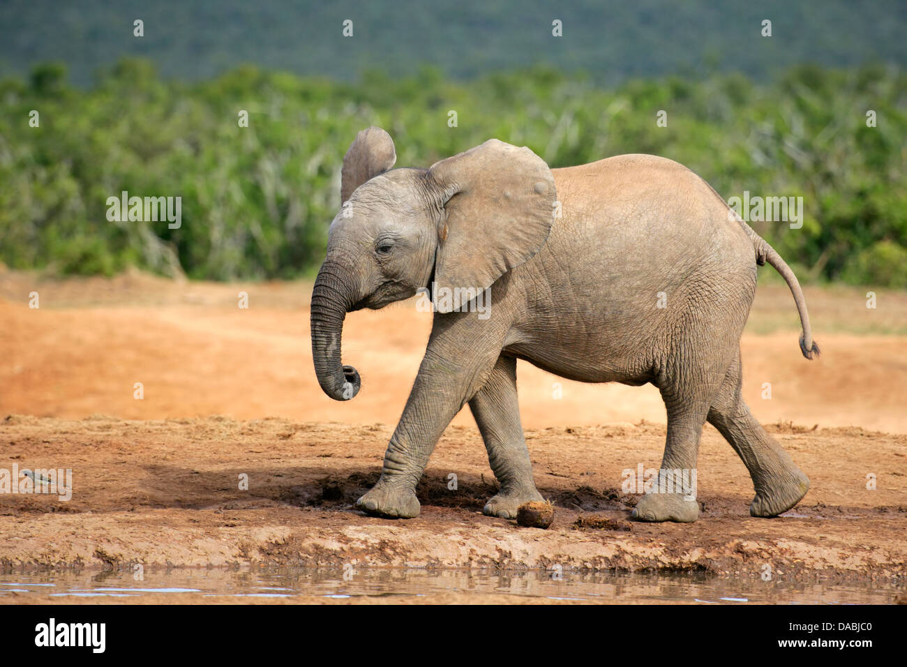 Un jeune éléphant d'Afrique (Loxodonta africana), Afrique du Sud Banque D'Images