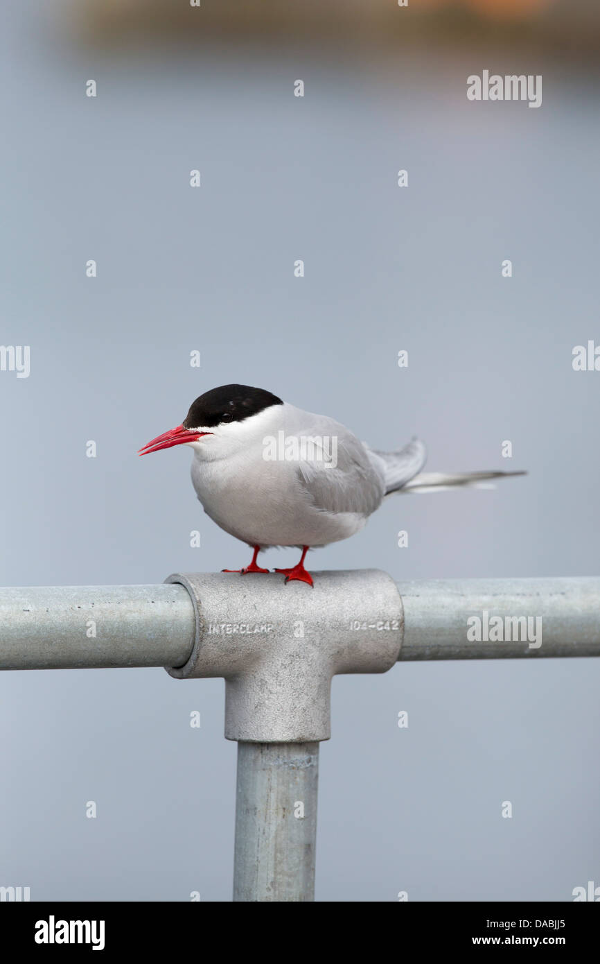 Sterne arctique (Sterna paradisaea) ; Îles Shetland ; Royaume-Uni ; Banque D'Images