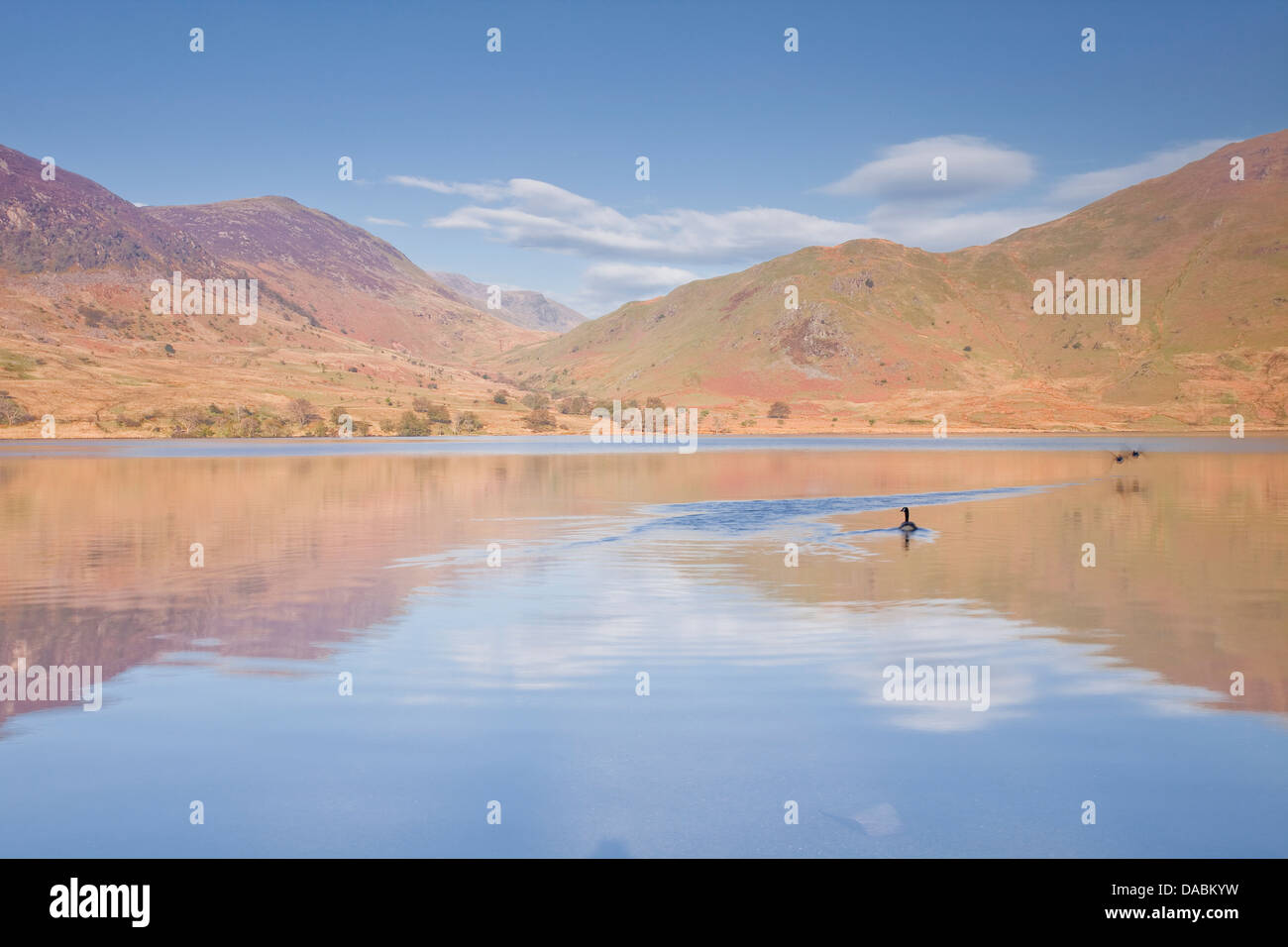 Les eaux calmes de Crummock Water dans le Parc National du Lake District, Cumbria, Angleterre, Royaume-Uni, Europe Banque D'Images