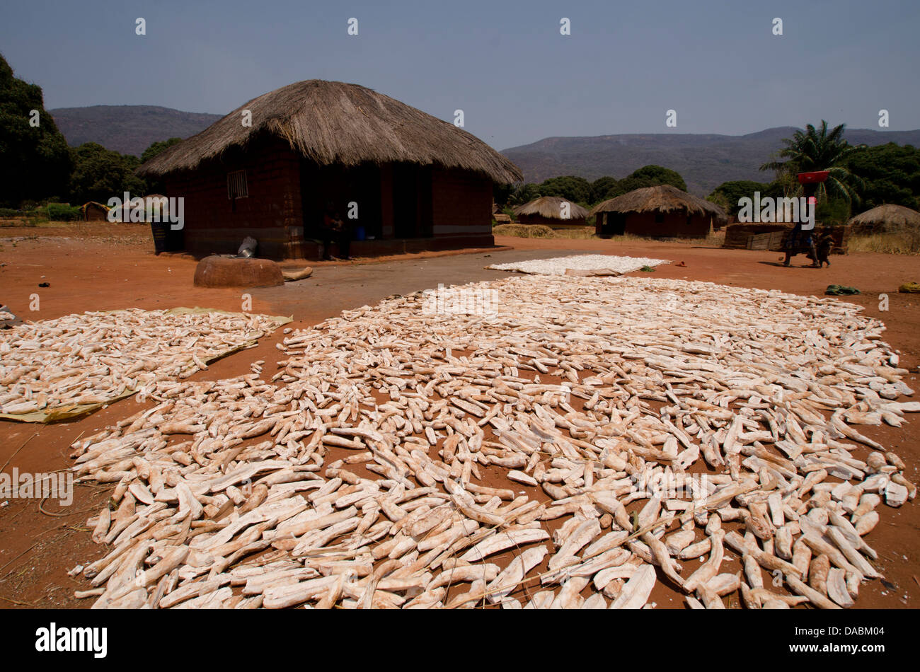 Le séchage du manioc au soleil, Talpia, Zambie, Afrique Banque D'Images