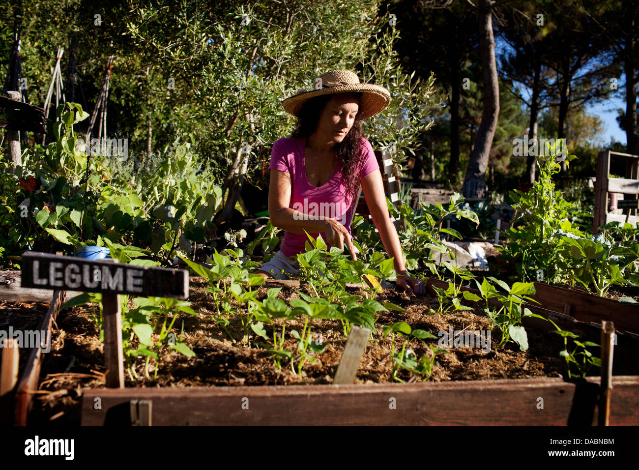 Constantia, Cape Town, Afrique du Sud. Le désherbage d'une dame dans un jardin potager biologique. Banque D'Images