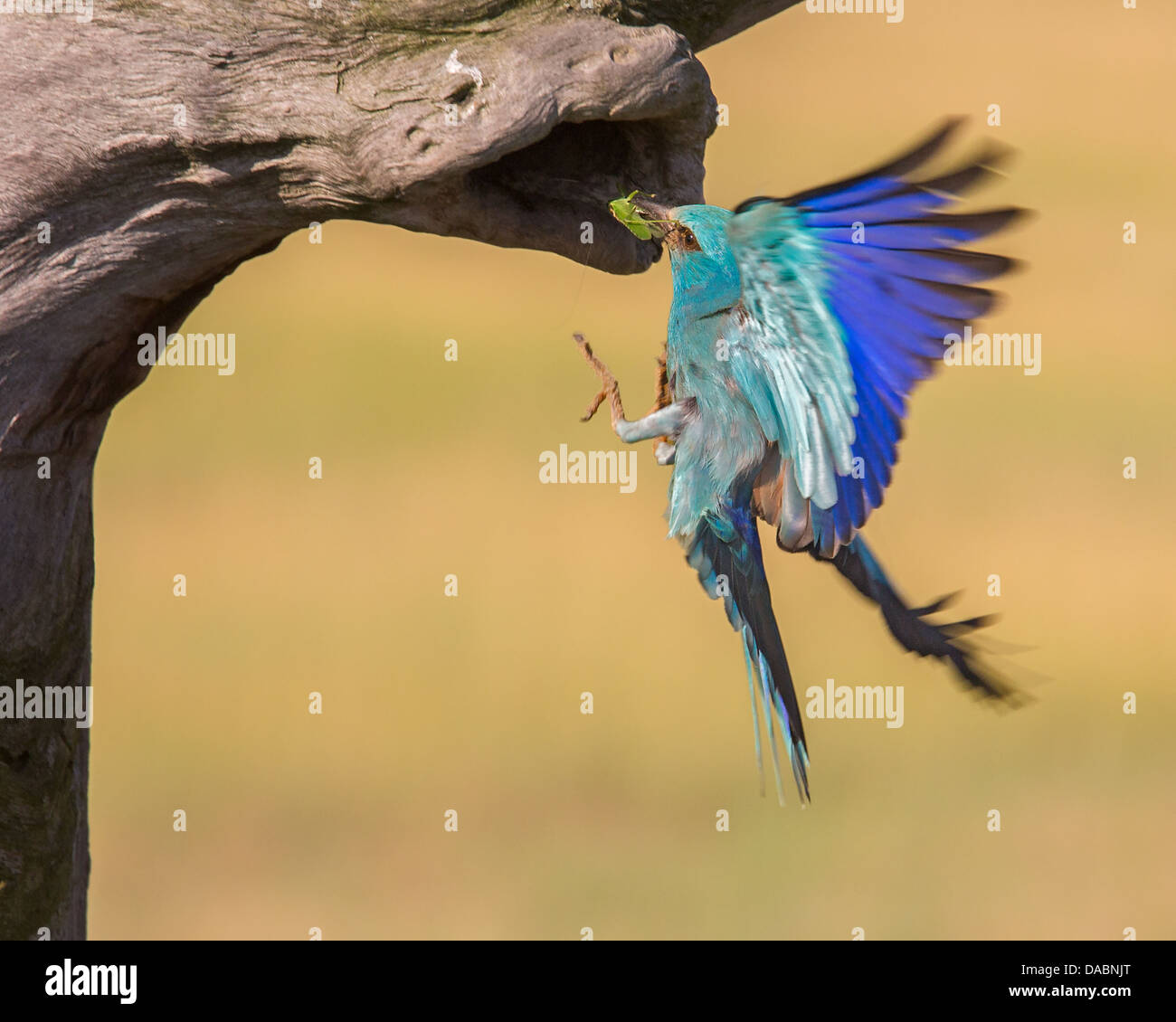 Rouleau sauvage européenne (Coracias garrulus) voler dans son nid avec de la nourriture pour les poussins Banque D'Images
