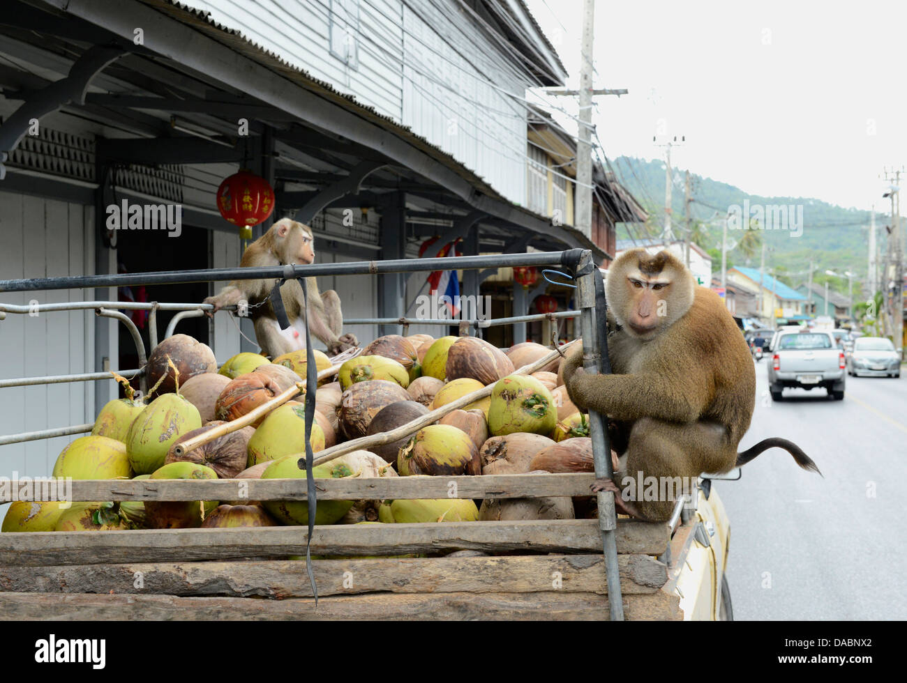 Macaque formés à la collecte des noix de coco à Ko Samui, Thaïlande, Asie du Sud-Est, Asie Banque D'Images