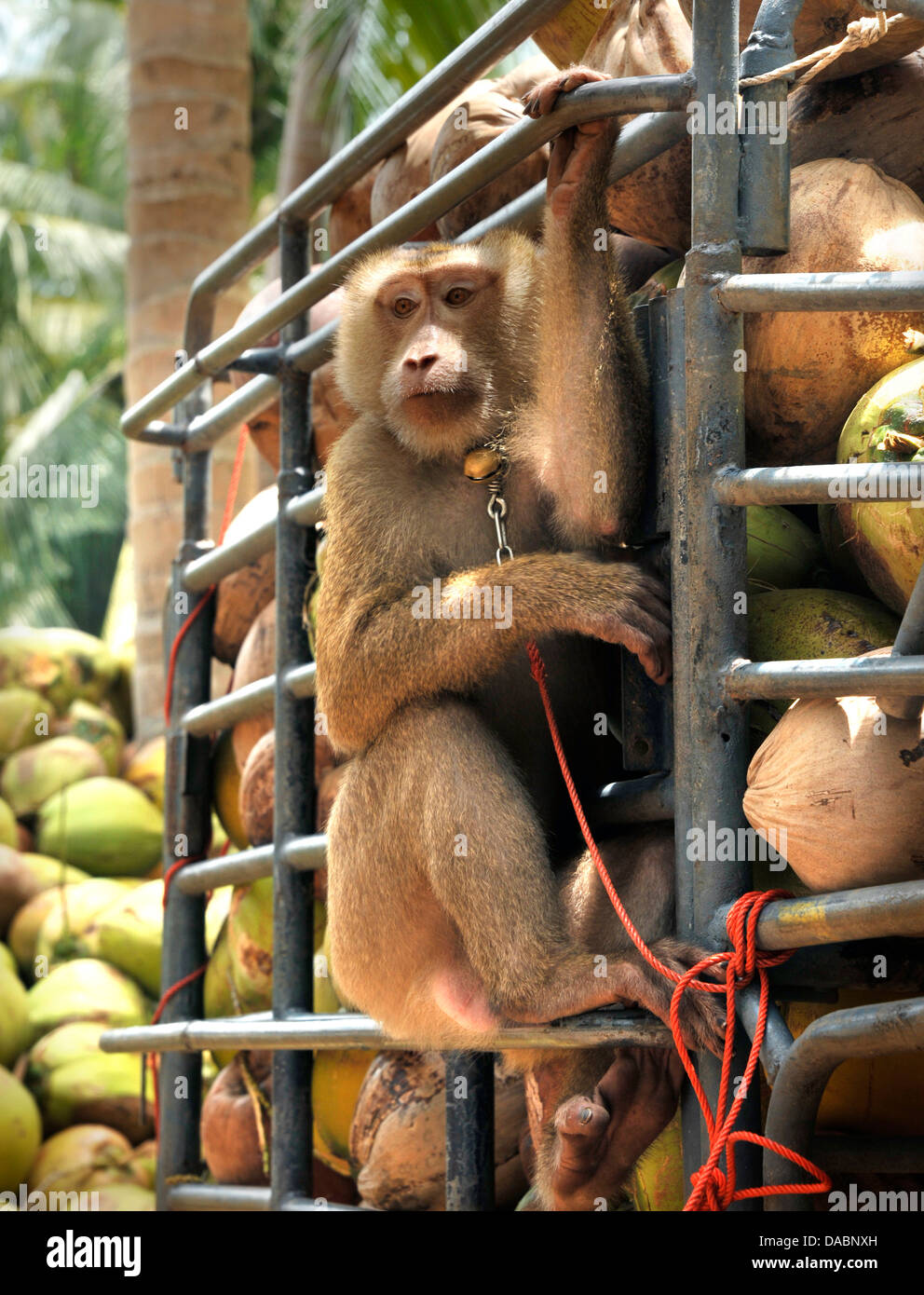 Macaque formés à la collecte des noix de coco à Ko Samui, Thaïlande, Asie du Sud-Est, Asie Banque D'Images