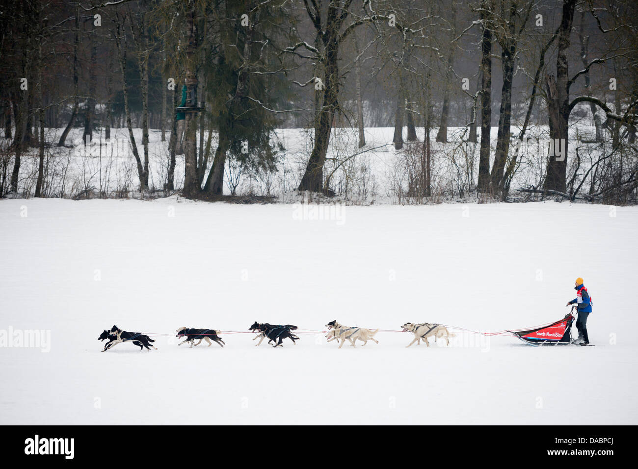 Musher Et Chiens Husky Chien De Traîneau Course