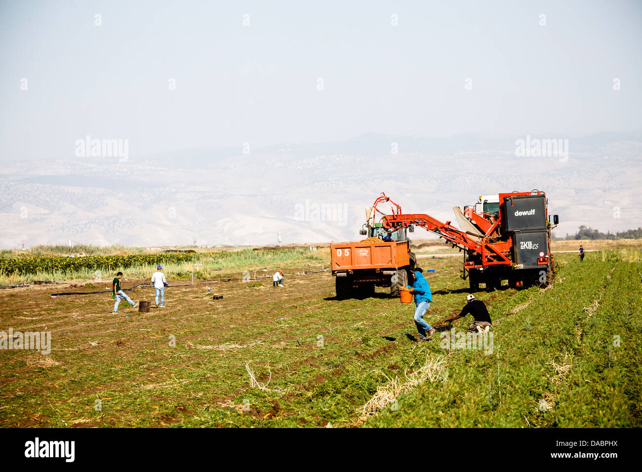 La culture de la carotte, de la vallée de Beit Shean, Israël, Moyen Orient Banque D'Images