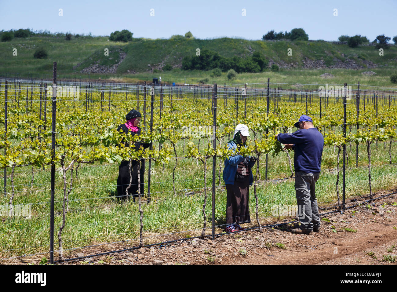 Les personnes travaillant dans un vignoble sur les hauteurs du Golan, Israël, Moyen Orient Banque D'Images