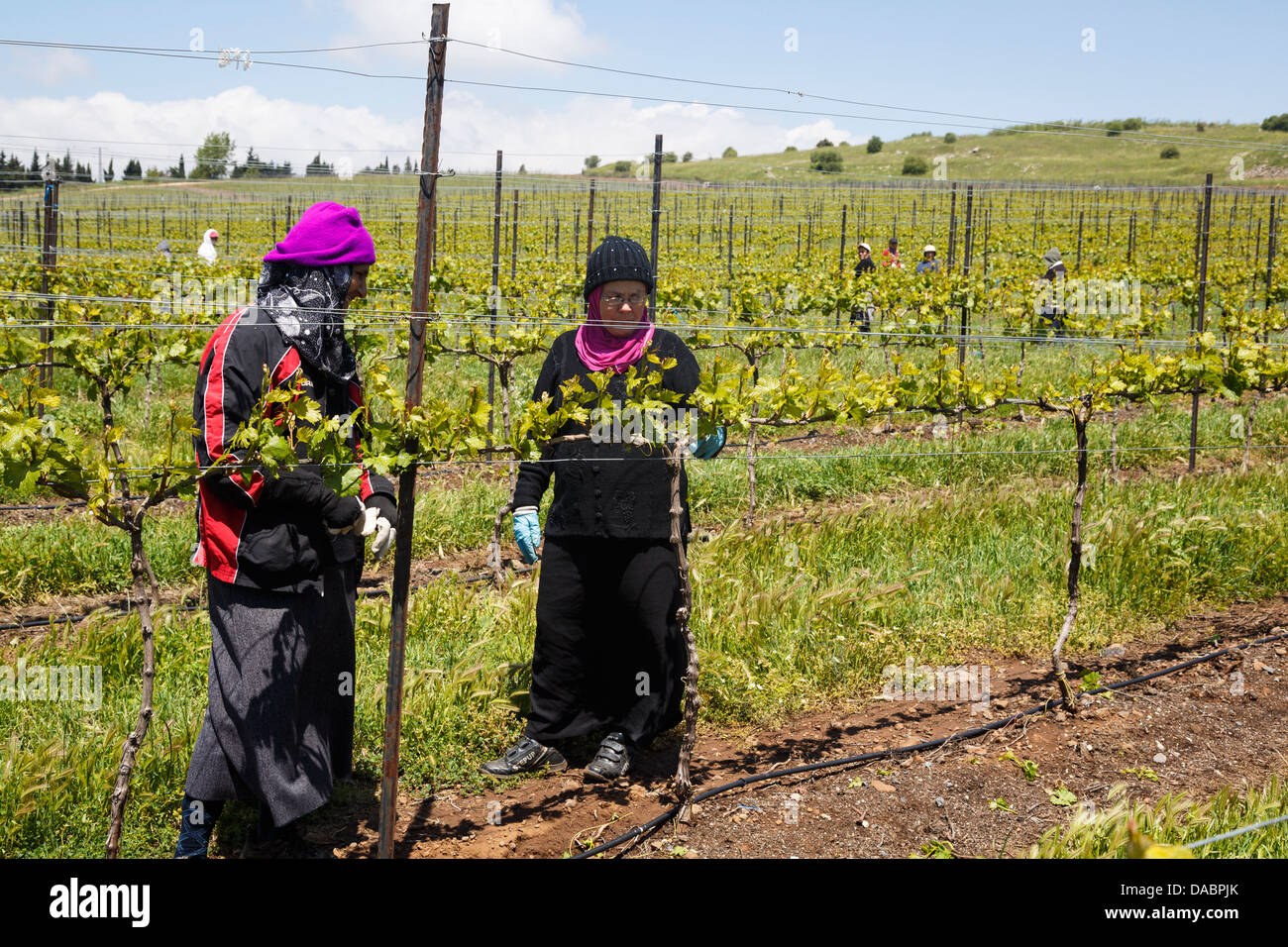 Les personnes travaillant dans un vignoble sur les hauteurs du Golan, Israël, Moyen Orient Banque D'Images
