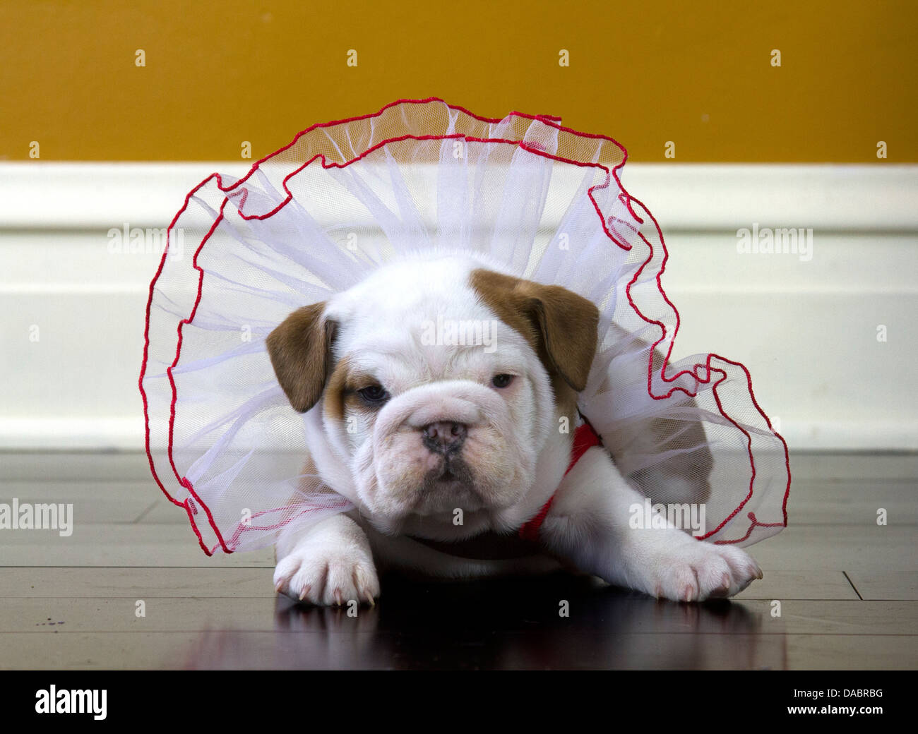 Ai-je l'air de la graisse ? Chiot Bouledogue anglais dans une robe rouge et blanc pose d'un plancher de bois. Banque D'Images
