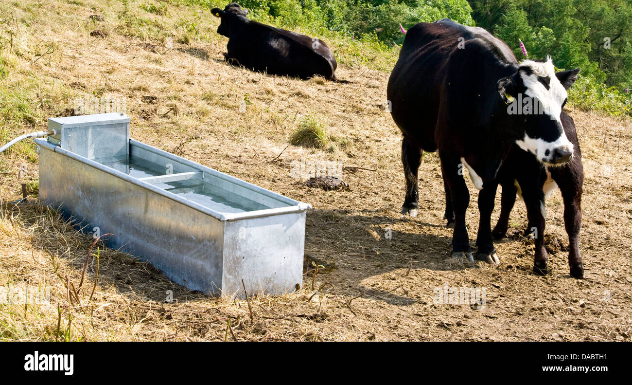 Les animaux de la ferme vaches bovins dans la zone avec de l'eau à travers l'Europe Angleterre Worcestershire Malvern Hills Banque D'Images