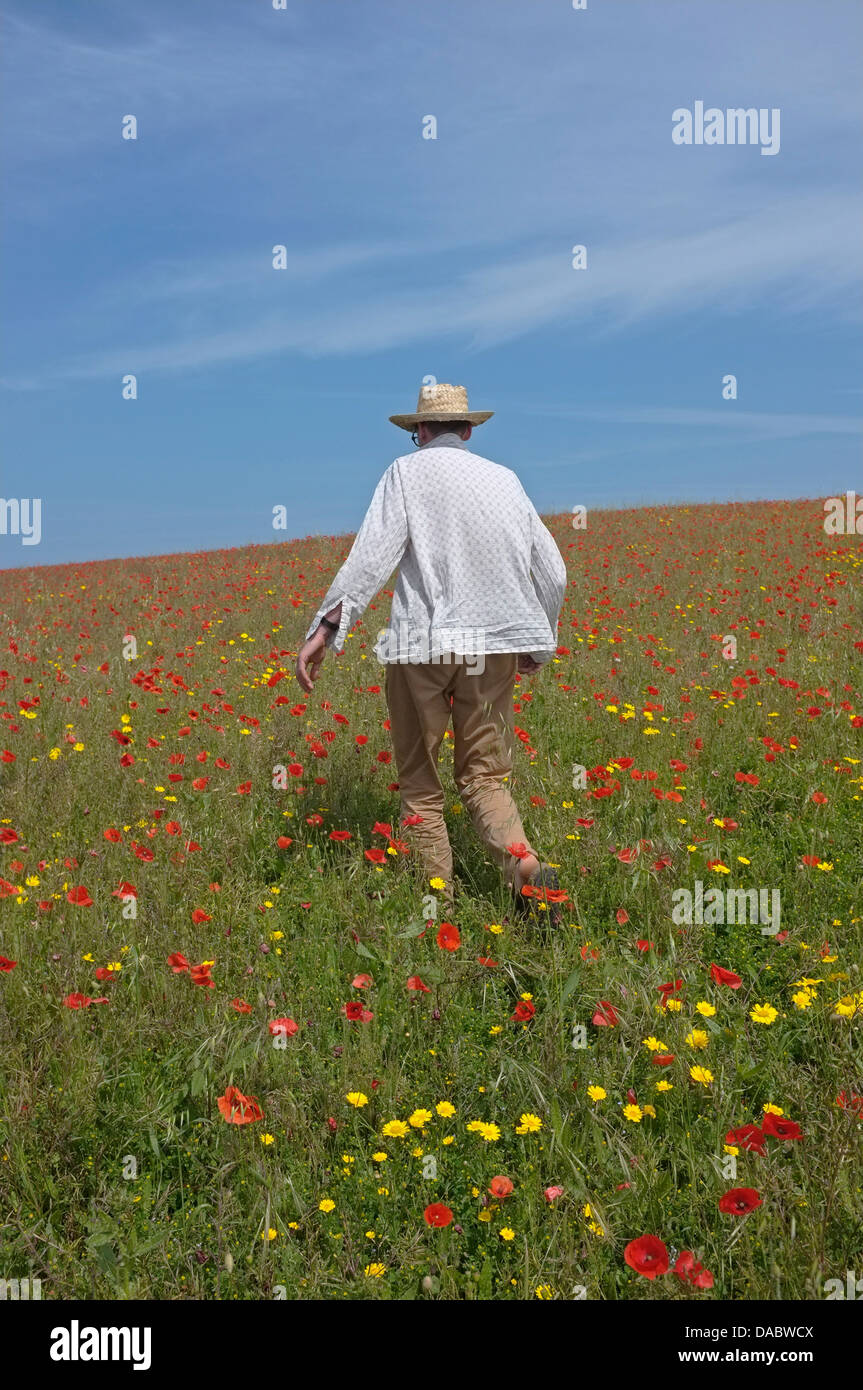 Un homme marche à travers un champ de coquelicots sur le flanc d'une colline à Cornwall Banque D'Images