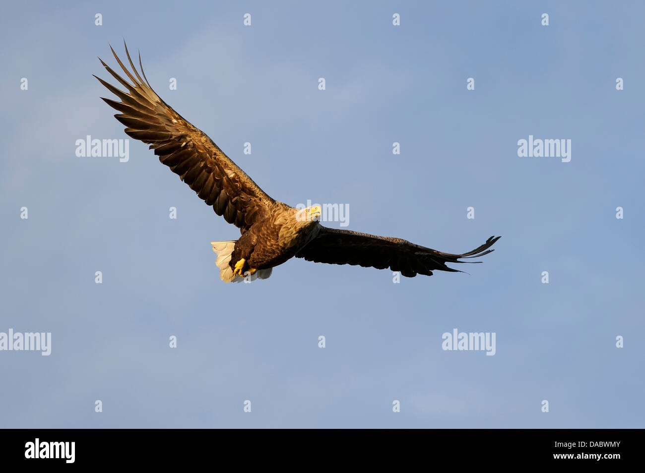 Pygargue à queue blanche (Haliaeetus albicilla), Norvège, Banque D'Images