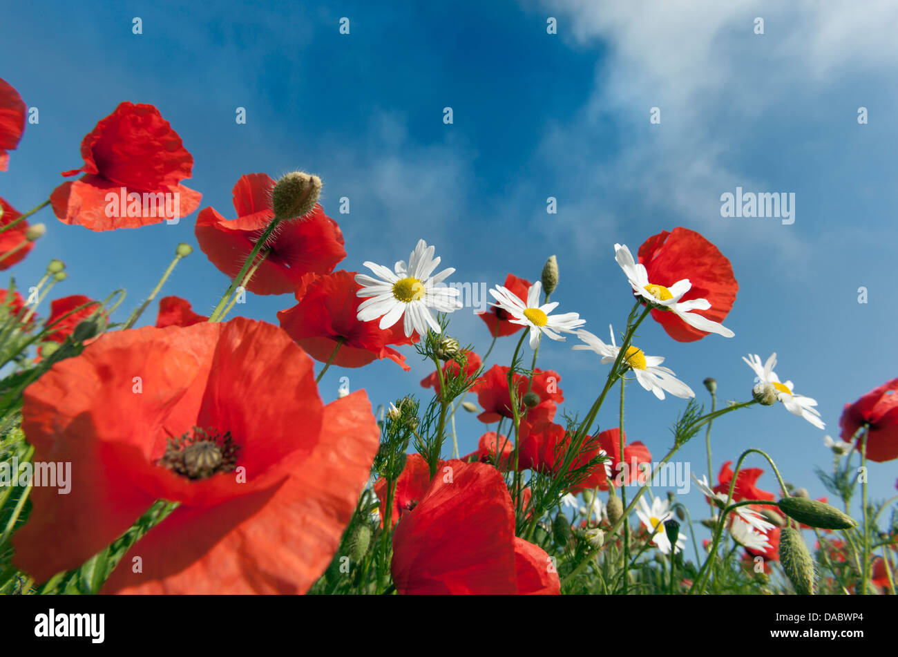 Coquelicots Papaver rhoeas contre le ciel à Burnham Market Norfolk UK Juin Banque D'Images