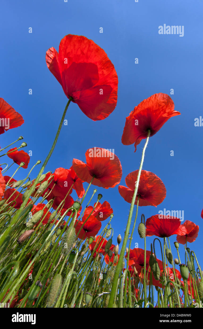 Coquelicots Papaver rhoeas contre le ciel à Burnham Market Norfolk UK Juin Banque D'Images