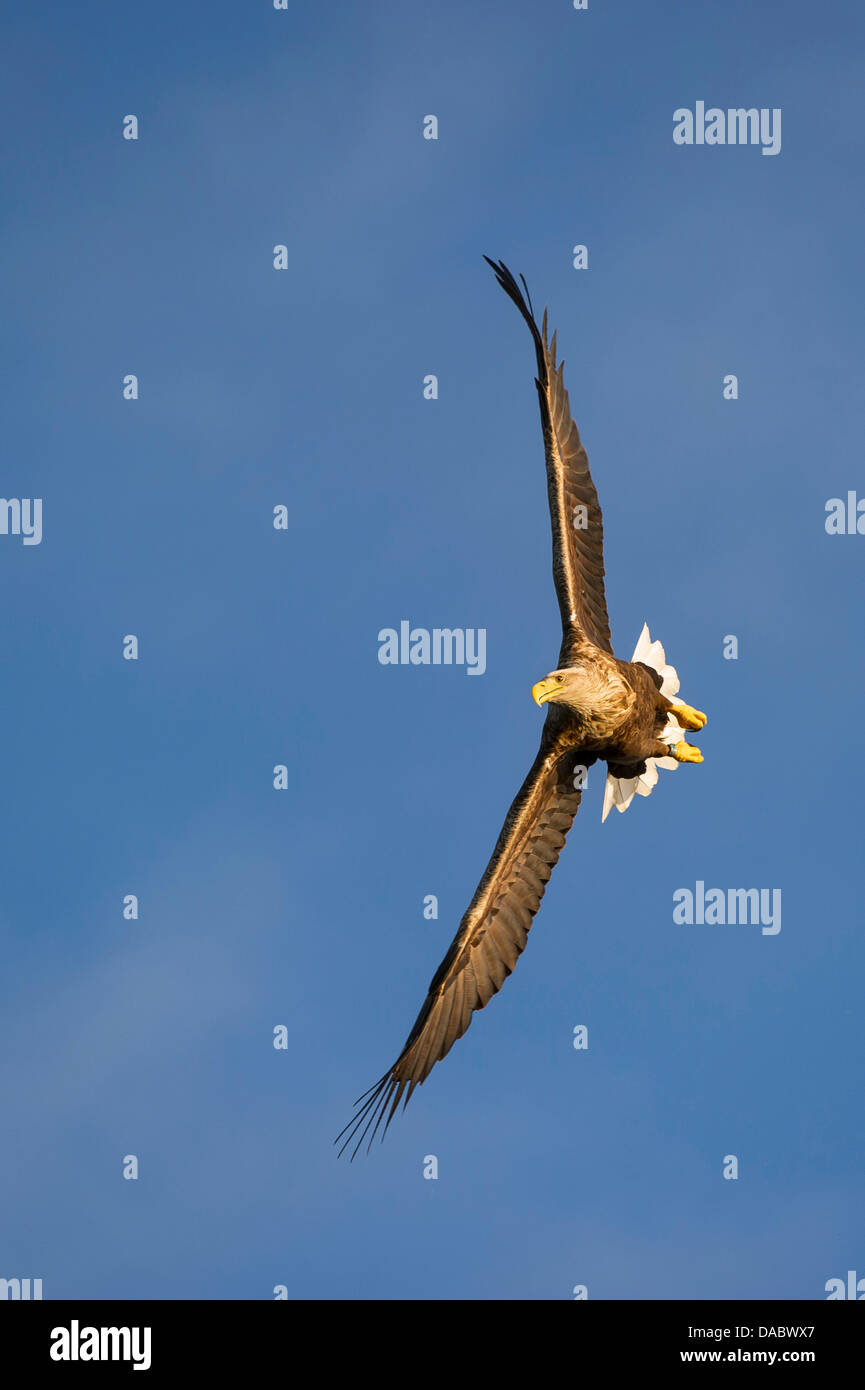 Pygargue à queue blanche (Haliaeetus albicilla), Norvège, Banque D'Images