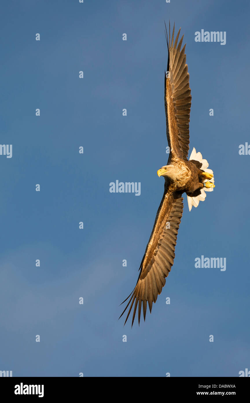 Pygargue à queue blanche (Haliaeetus albicilla), Norvège, Banque D'Images