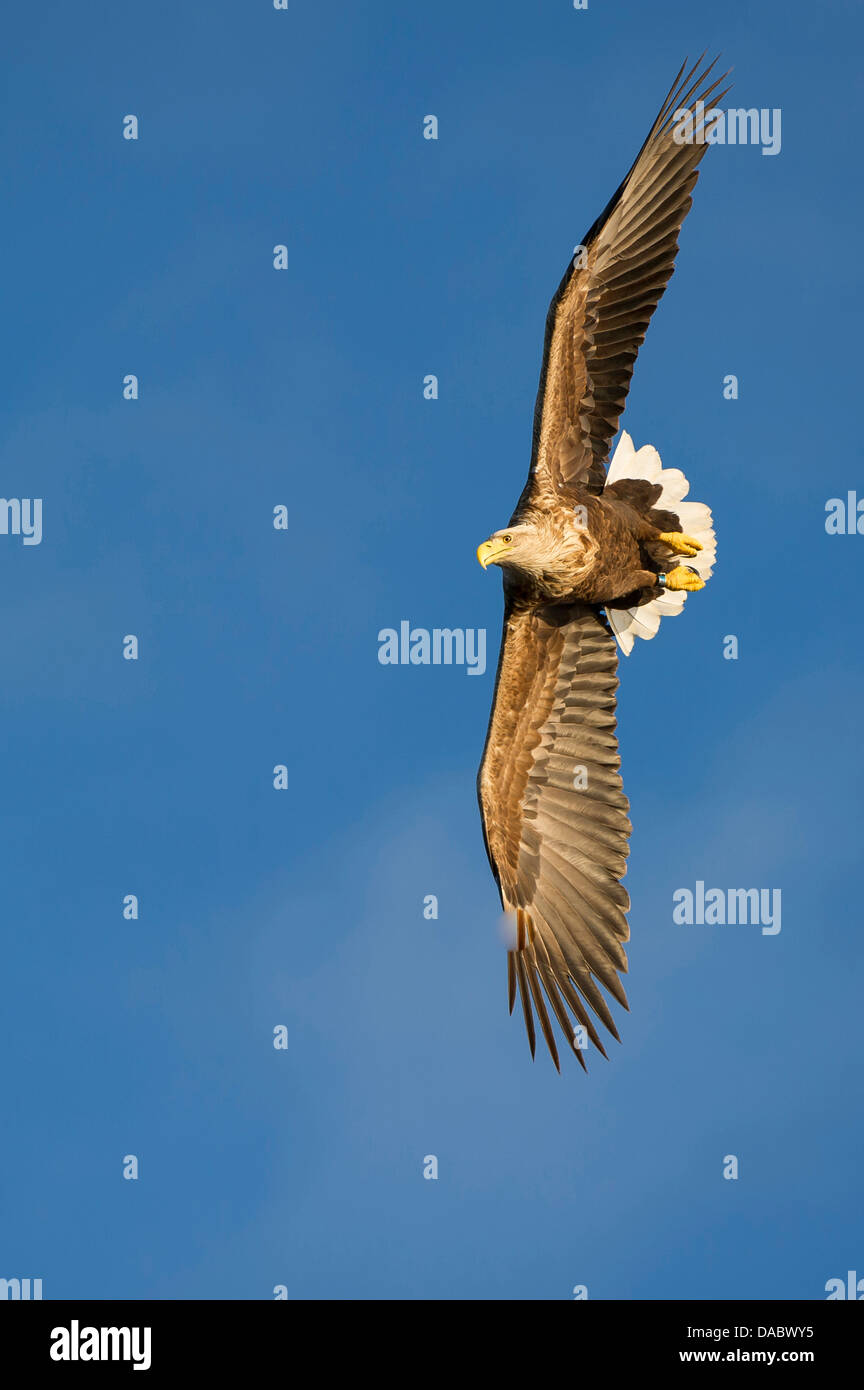 Pygargue à queue blanche (Haliaeetus albicilla), Norvège, Banque D'Images