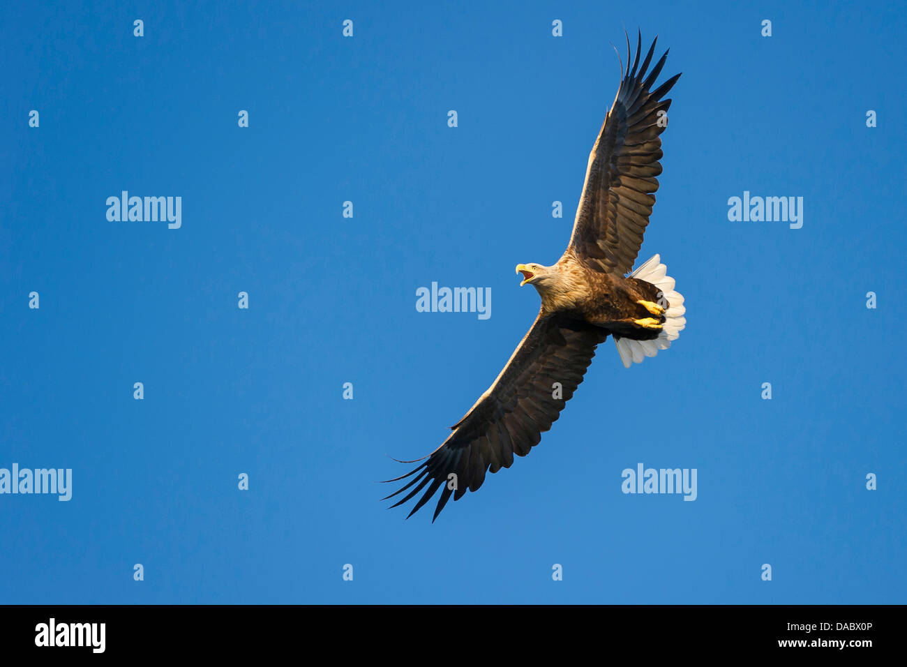 Pygargue à queue blanche (Haliaeetus albicilla), Norvège, Banque D'Images