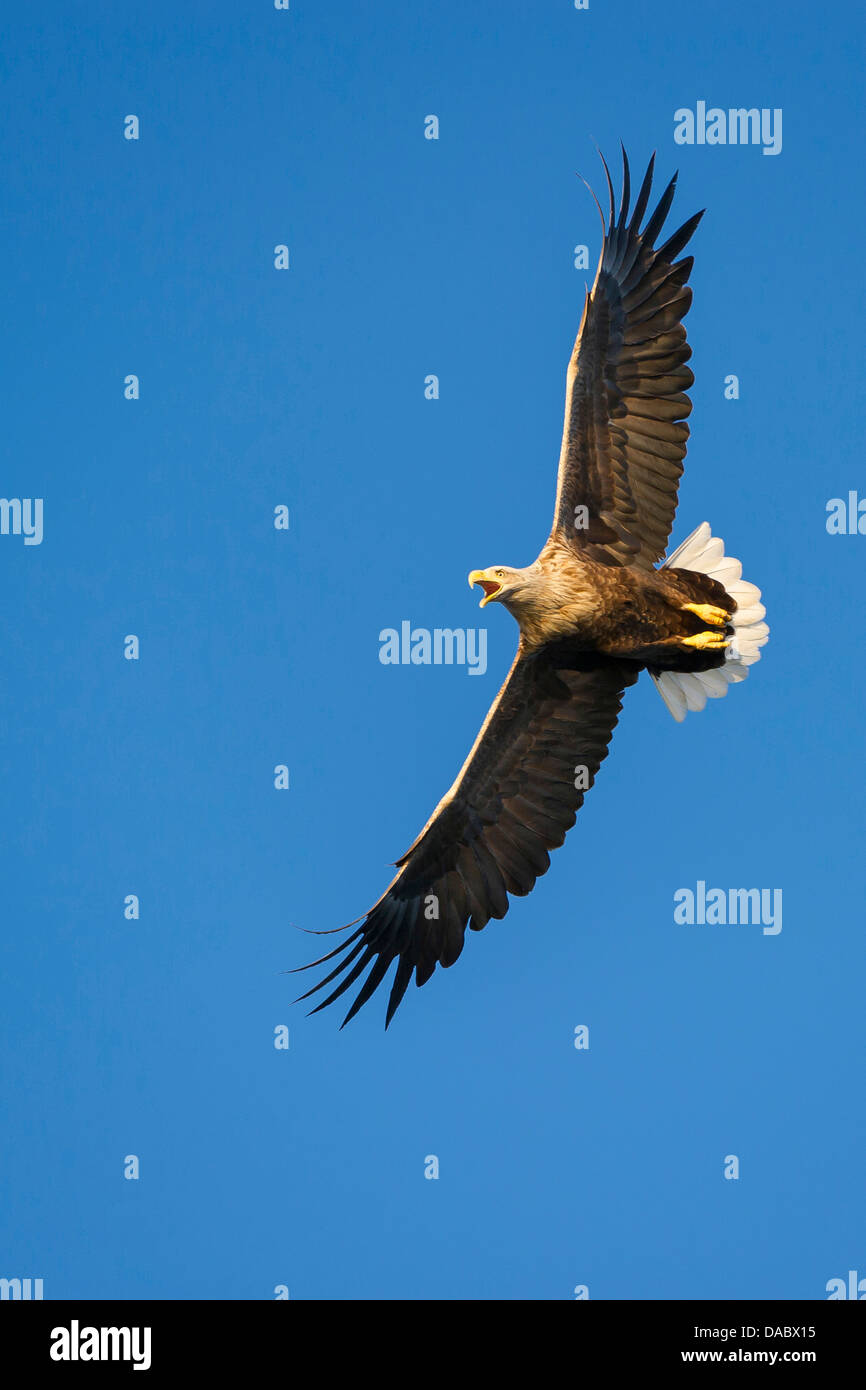 Pygargue à queue blanche (Haliaeetus albicilla), Norvège, Banque D'Images