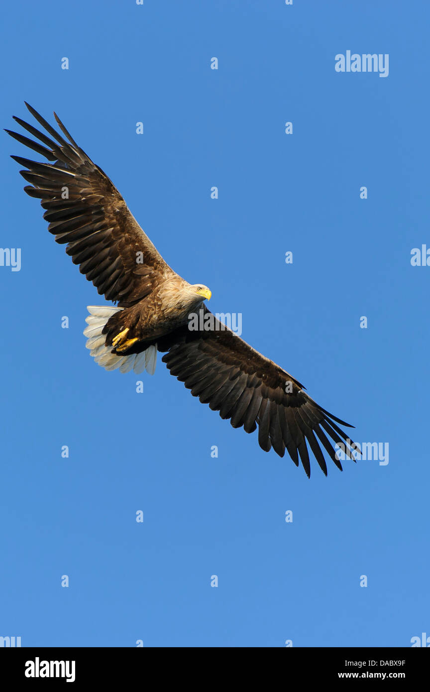 Pygargue à queue blanche (Haliaeetus albicilla), Norvège, Banque D'Images