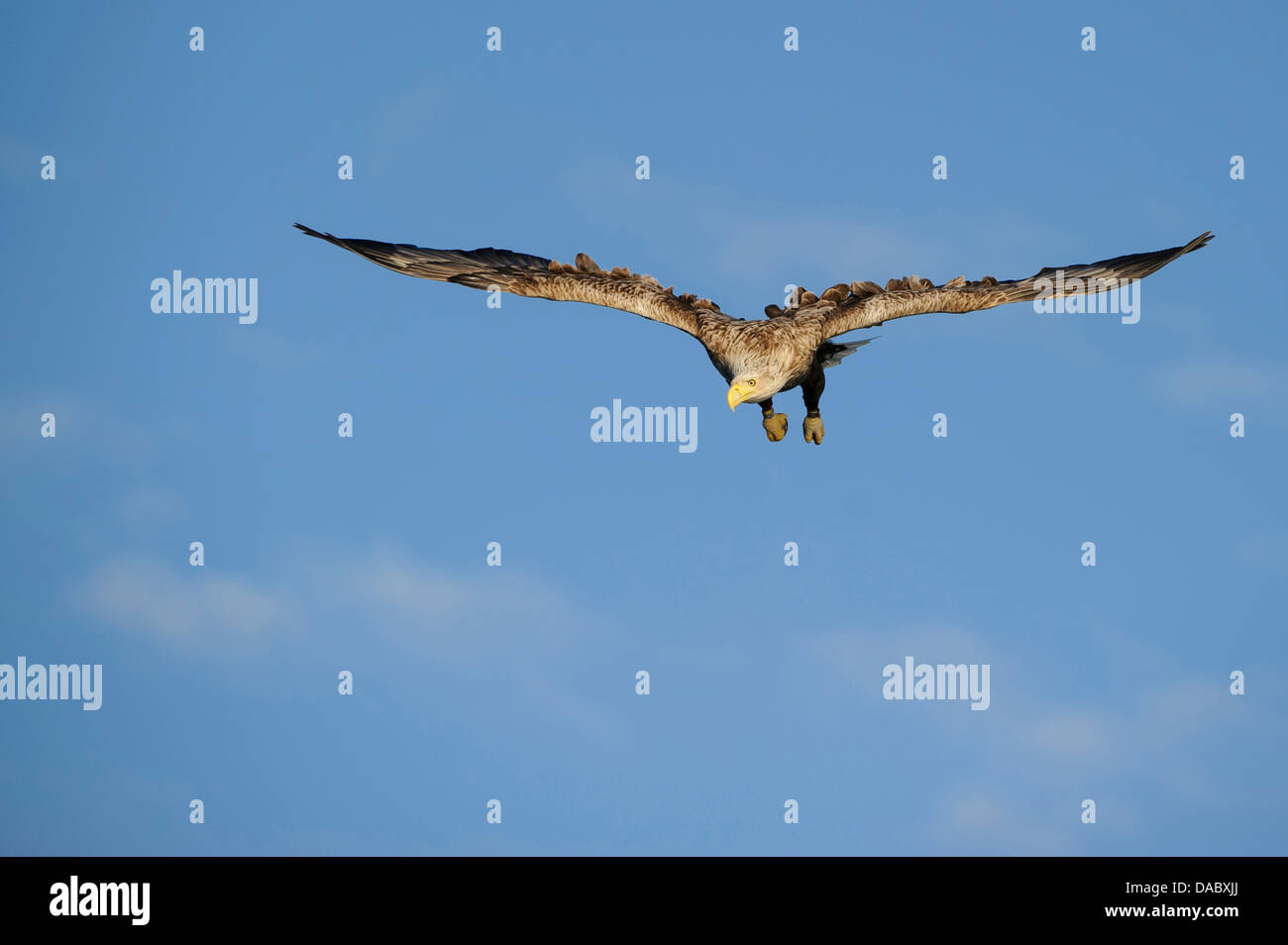 Pygargue à queue blanche (Haliaeetus albicilla), Norvège, Banque D'Images