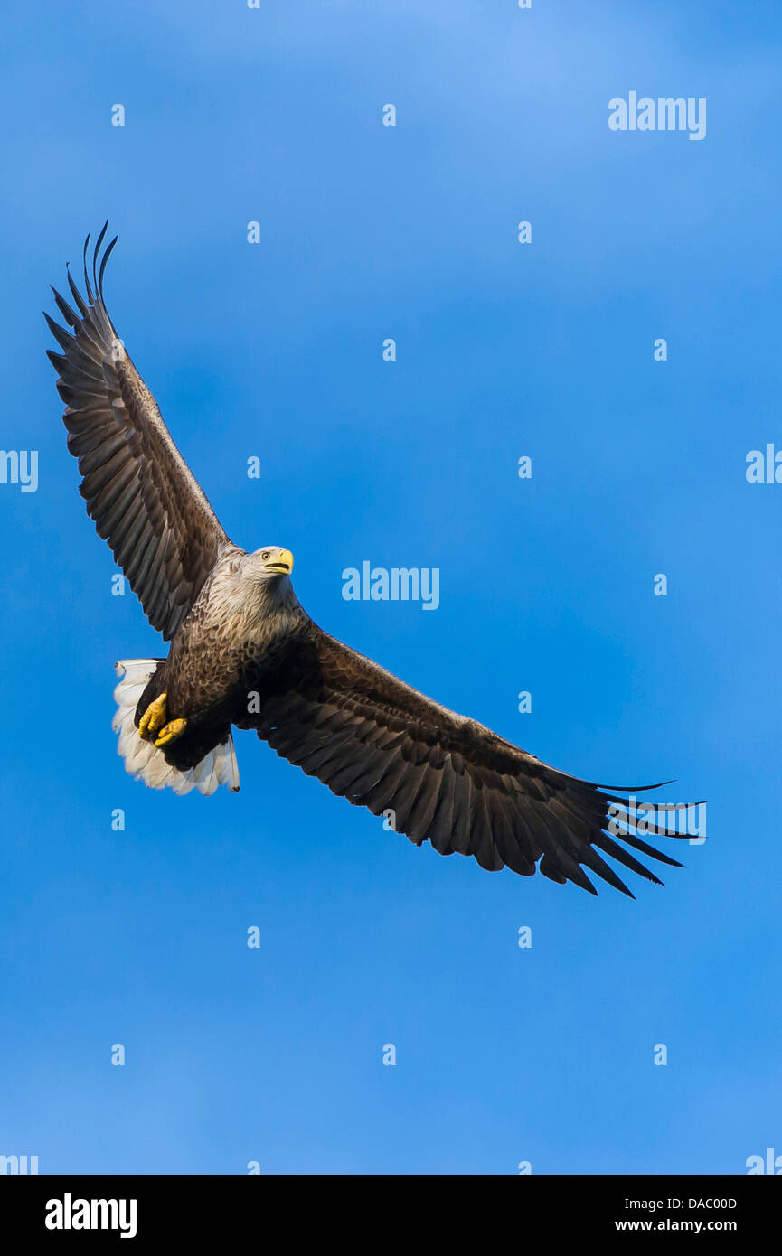 Pygargue à queue blanche (Haliaeetus albicilla), Norvège, Banque D'Images