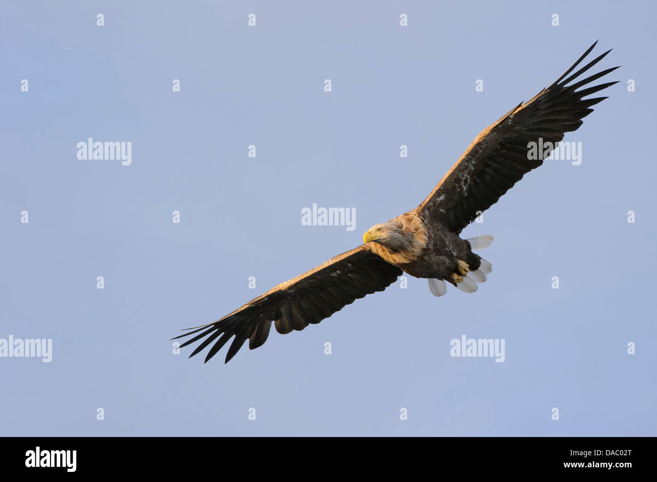 Pygargue à queue blanche (Haliaeetus albicilla), Norvège, Banque D'Images