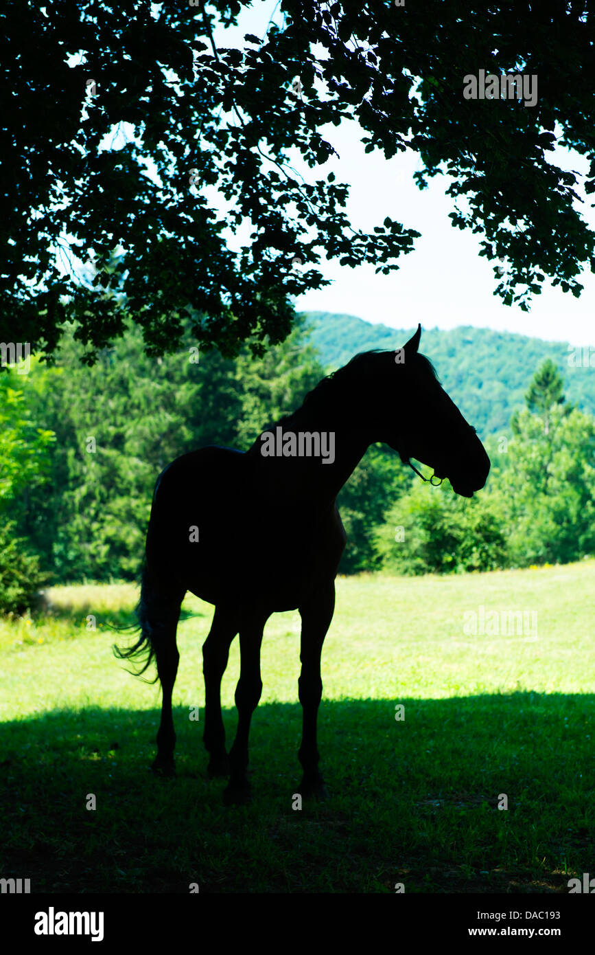 Un cheval noir sous un arbre Banque D'Images