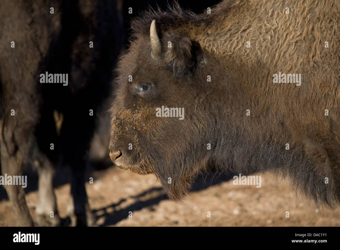Dans le bison corral au El Uno Reverve écologique dans la vallée de Janos, au Mexique. Banque D'Images