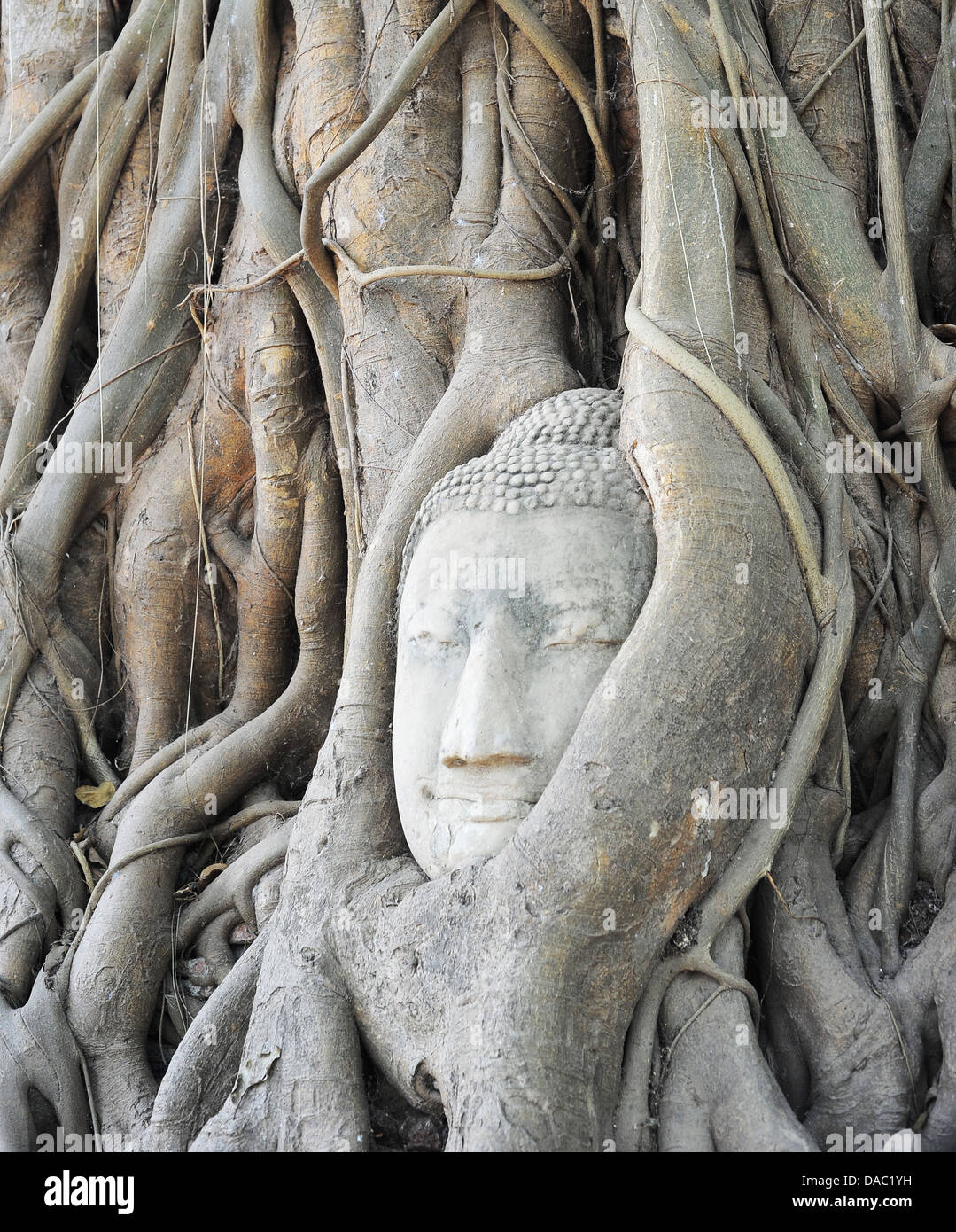 Tête de Bouddha en grès en racine d'arbre au temple Wat Mahathat, Ayutthaya, Thaïlande Banque D'Images