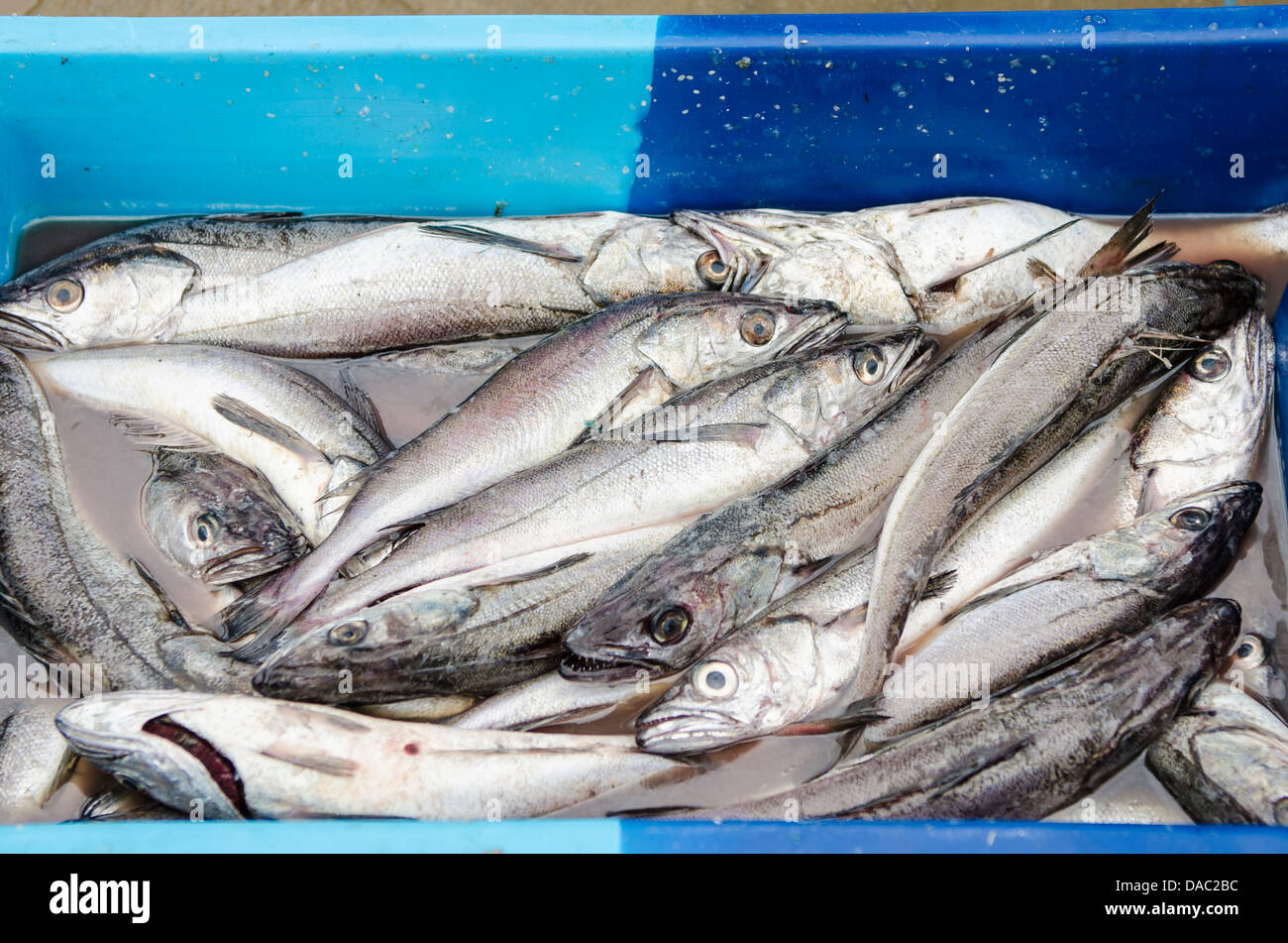 Les pêcheurs de sardine poissons poissons boîtes caisses dans l'industrie de Los Organos village près de Mancora, Pérou. Banque D'Images