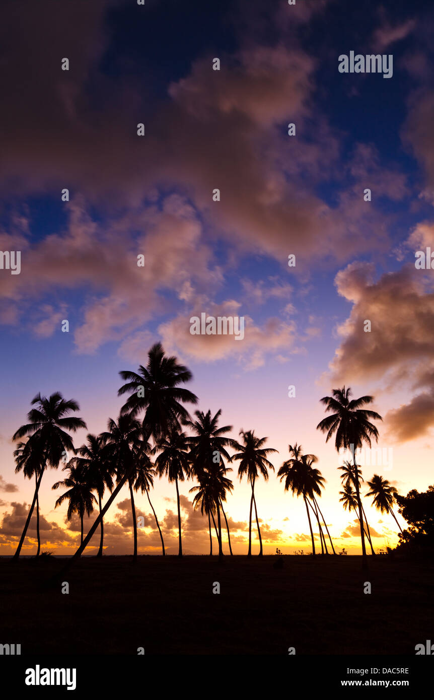 Caraïbes parfait palmier coucher de soleil avec ciel coloré à Antigua. Banque D'Images